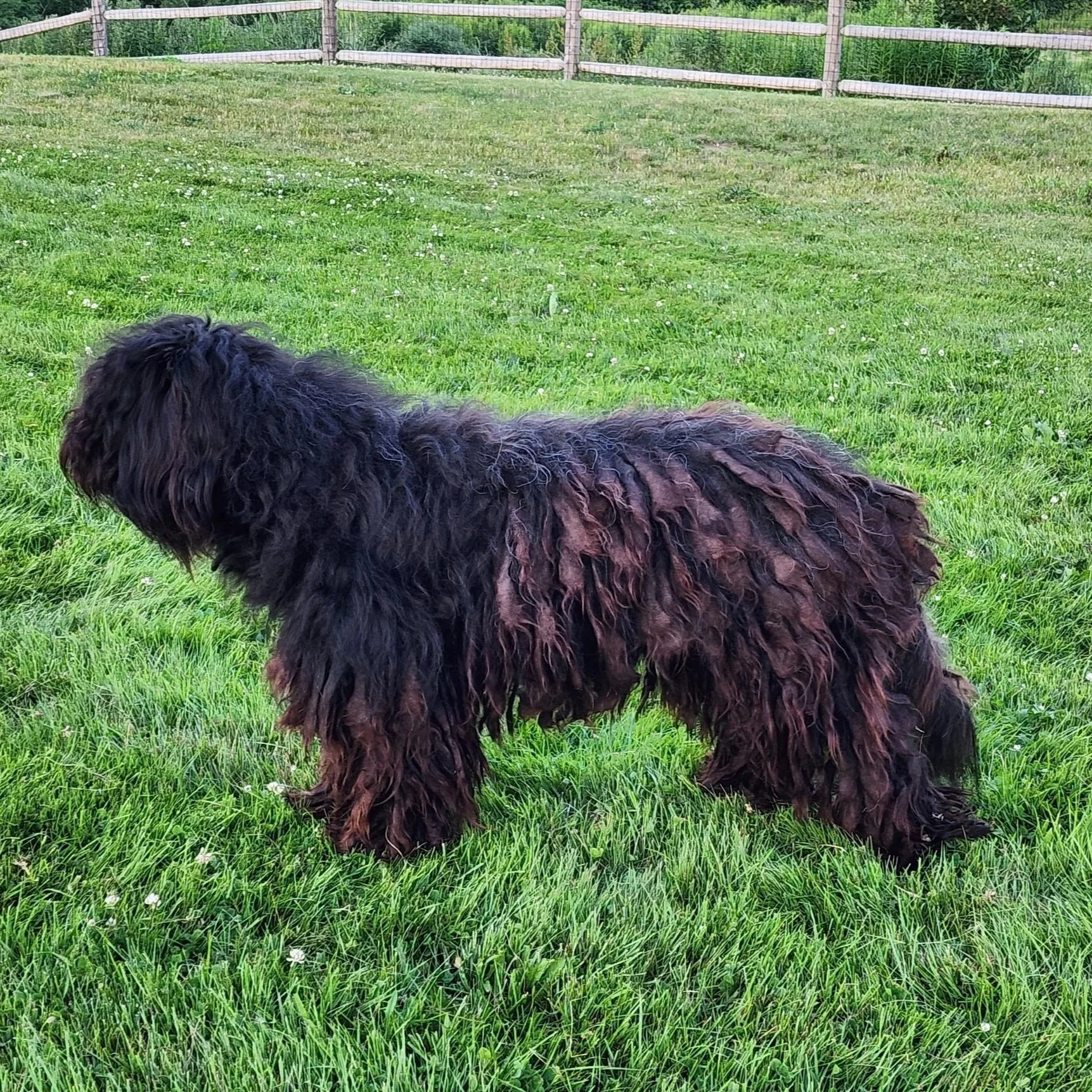 A black, long-haired dog sitting on grass near dried plants in a rural area.