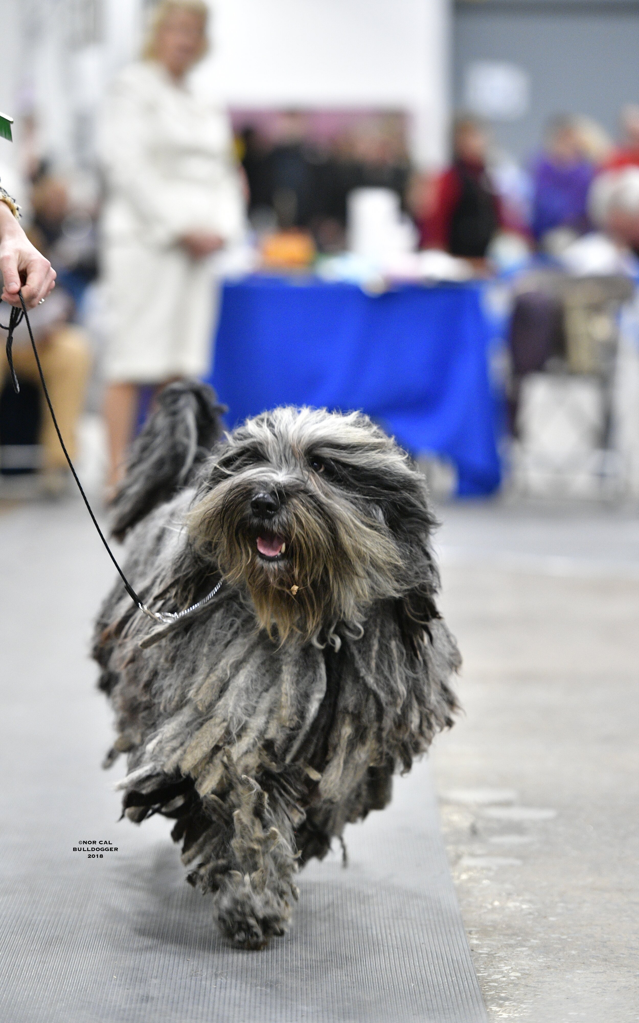 Bergamasco2.jpg