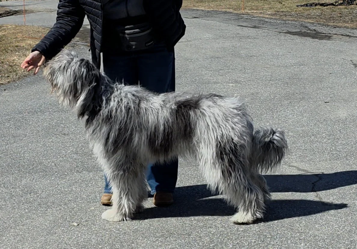 A fluffy, black, gray, and white dog standing on a grooming table with a textured surface, while a person holds a grooming tool nearby. The background features a wooden dresser with decorative items.