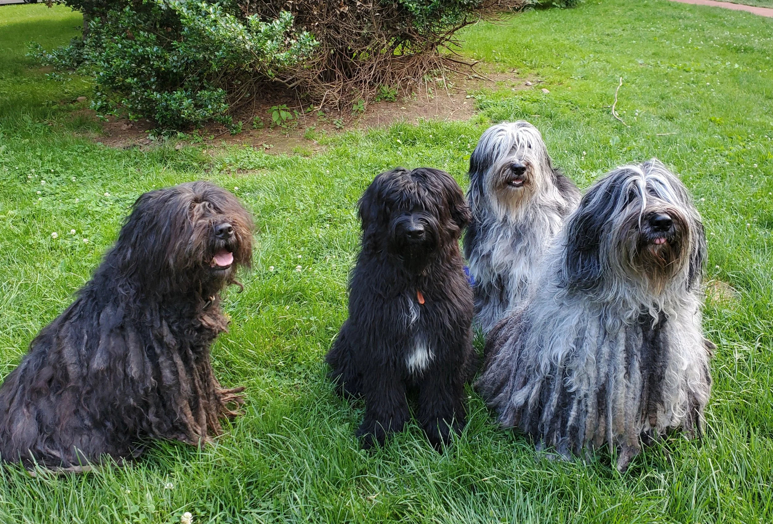 Four shaggy dogs sitting on grass in a garden with green bushes in the background.