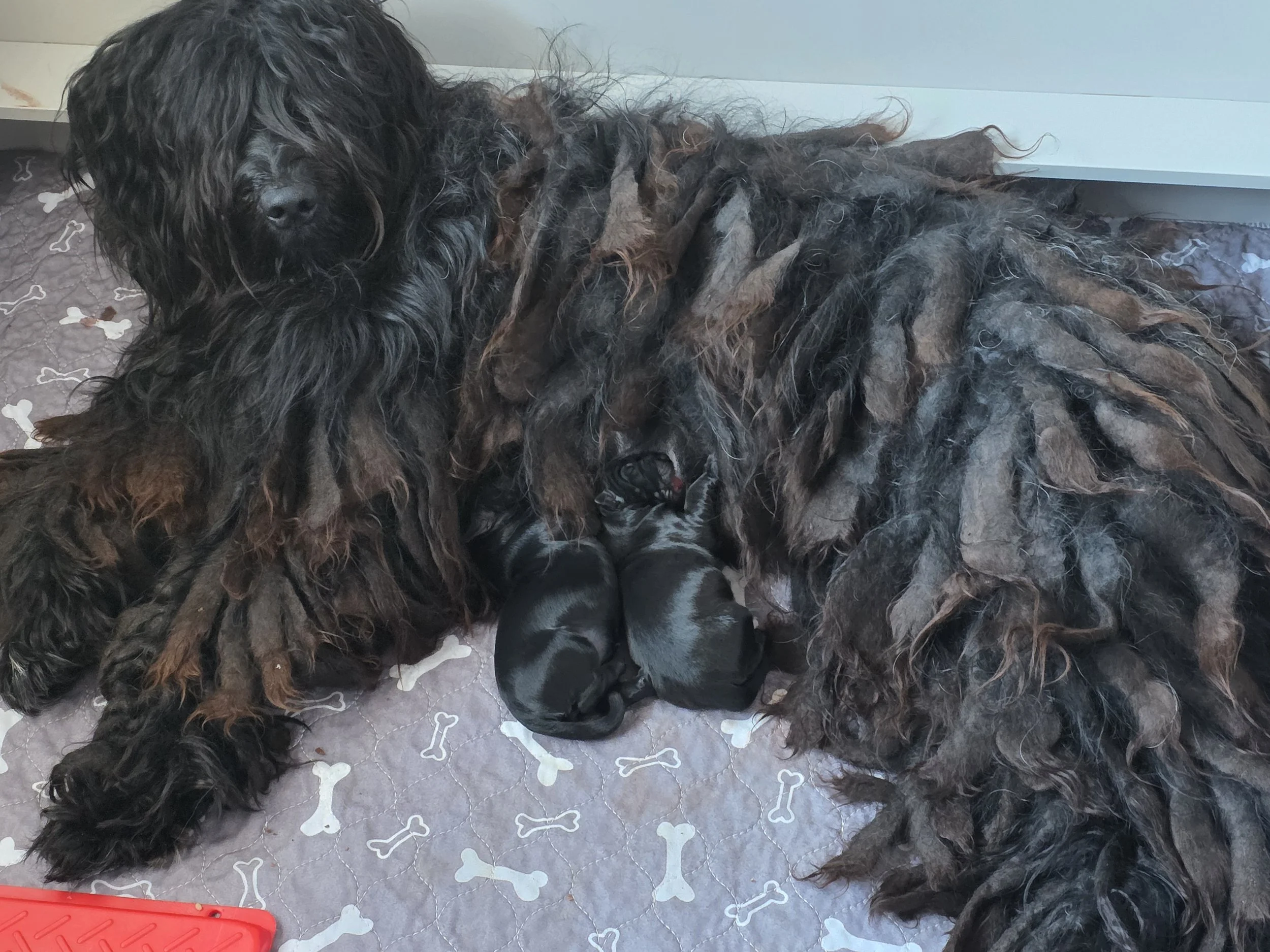 January 19, 2026

Alp Angel's Ozora x Int CH Loi Di Valle Scrivia 
2 puppies 