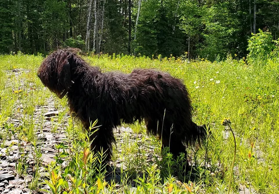 A black, long-haired dog sitting on grass near dried plants in a rural area.