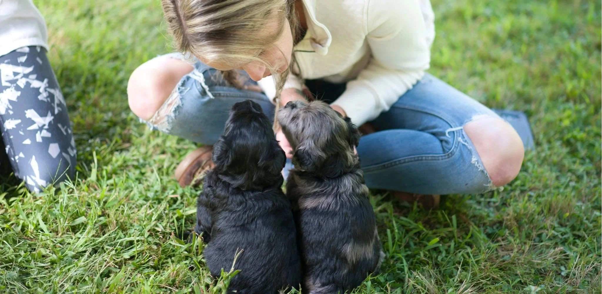 Alp Angel Bergamasco puppies