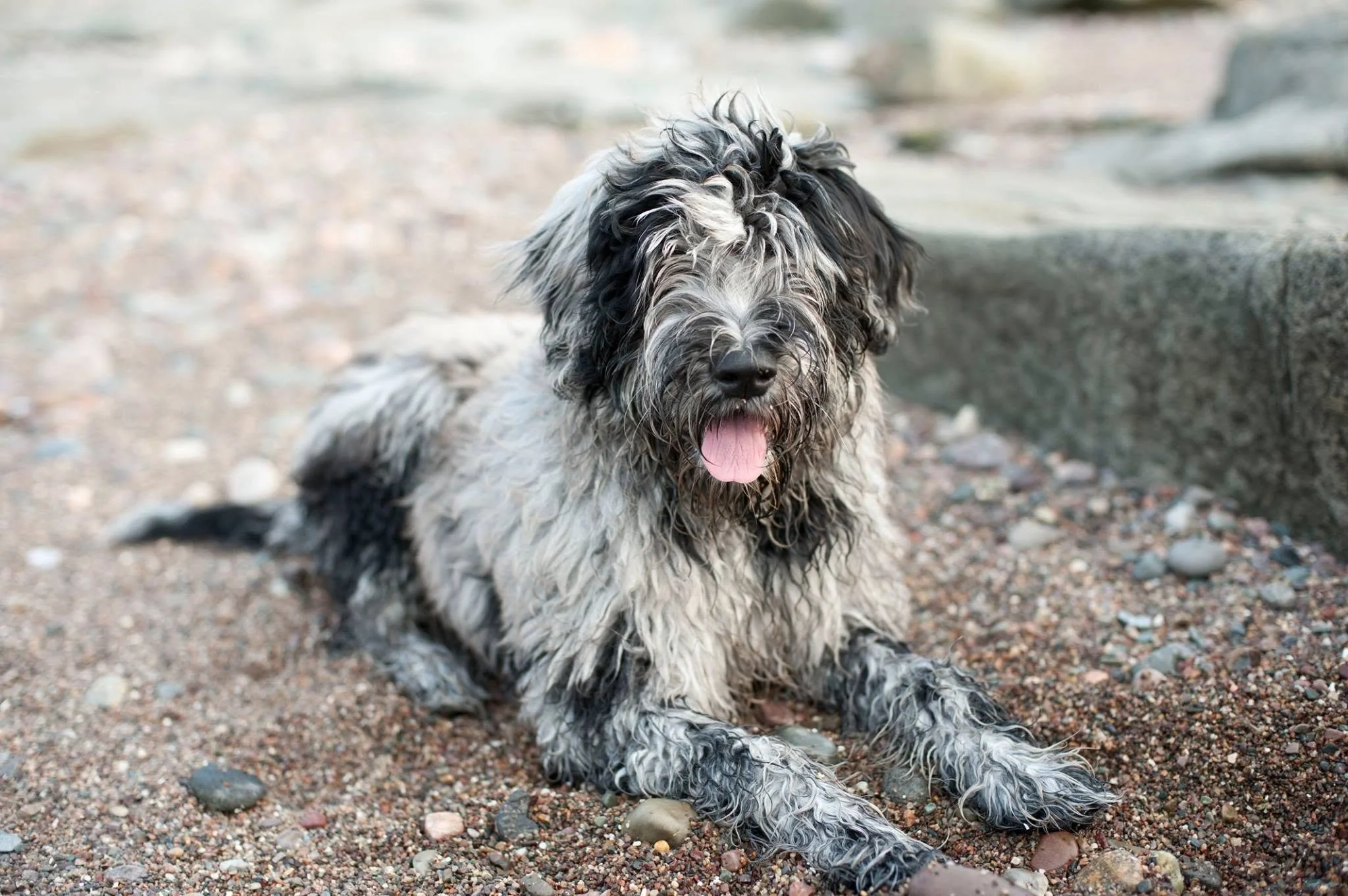 Bergamasco puppy on beach