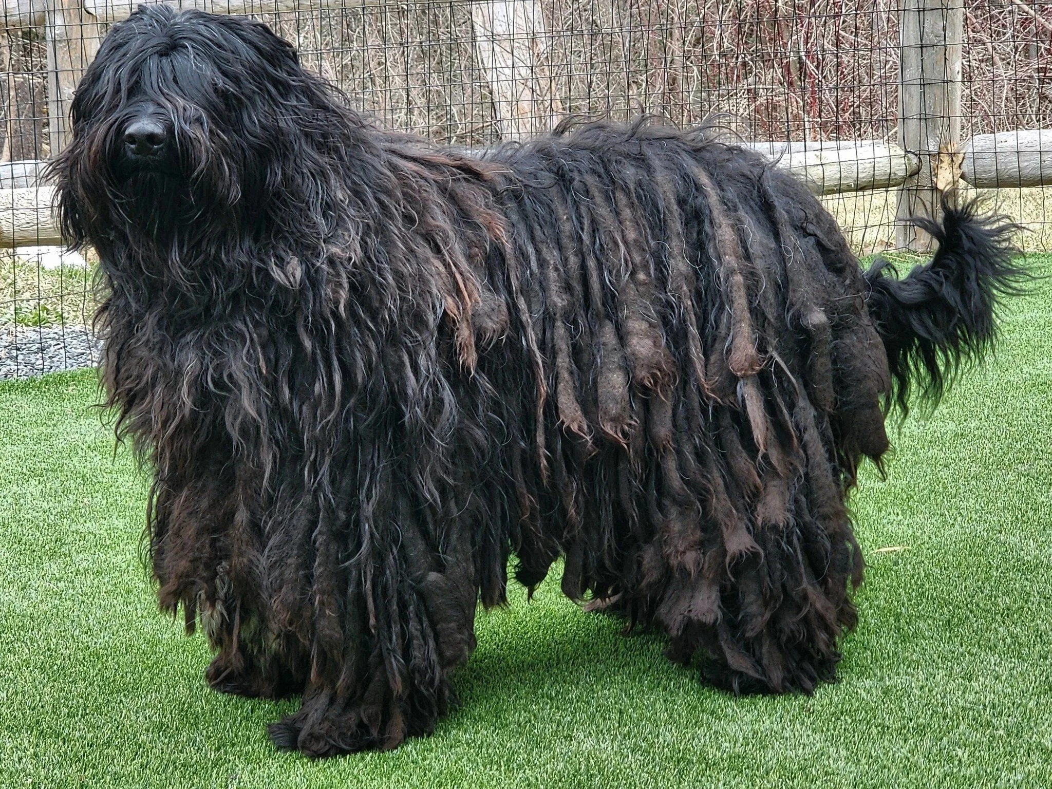A large black long-haired dog standing on gravel next to a person holding its leash, with a brick wall and white siding in the background.