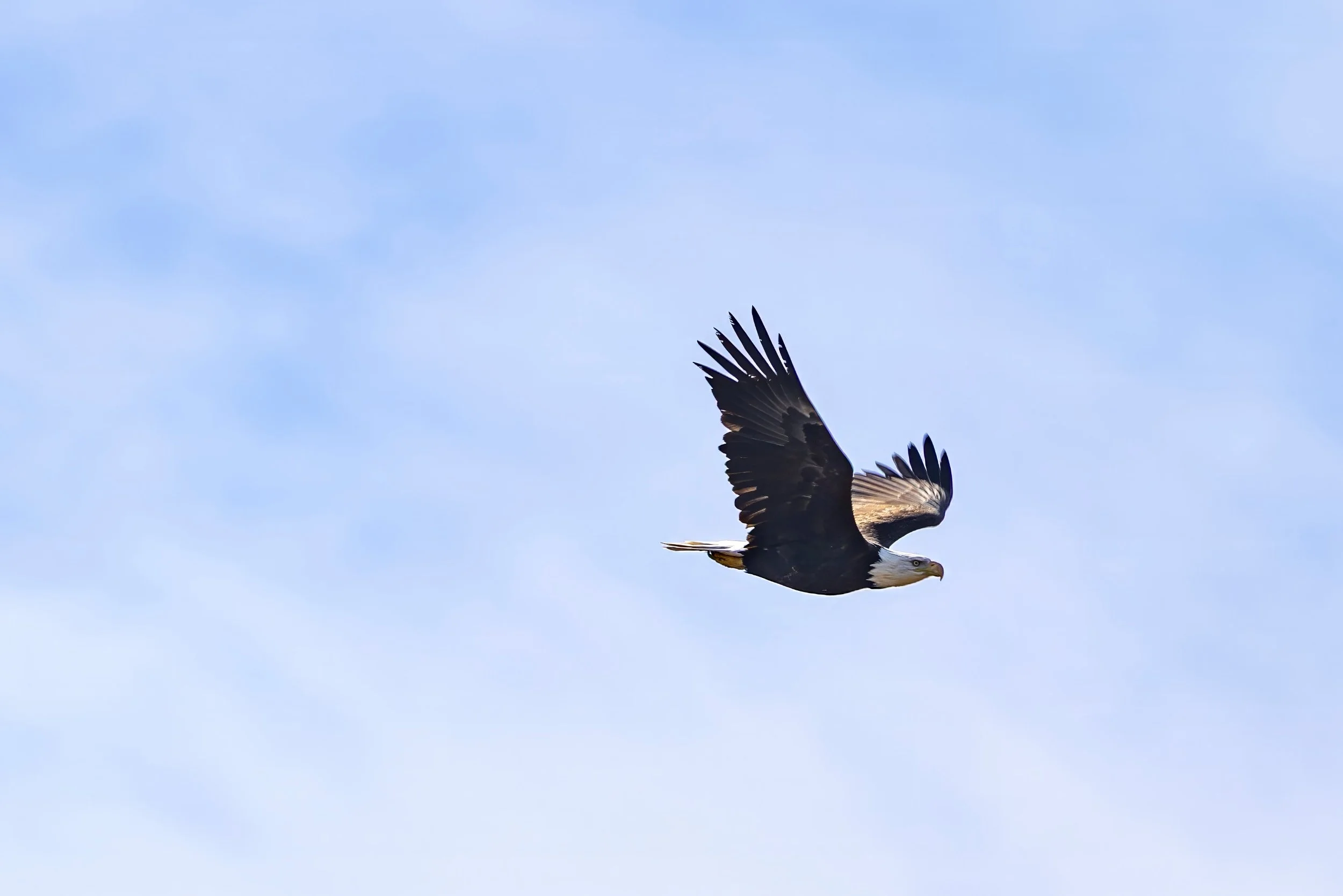 eagle.jpg