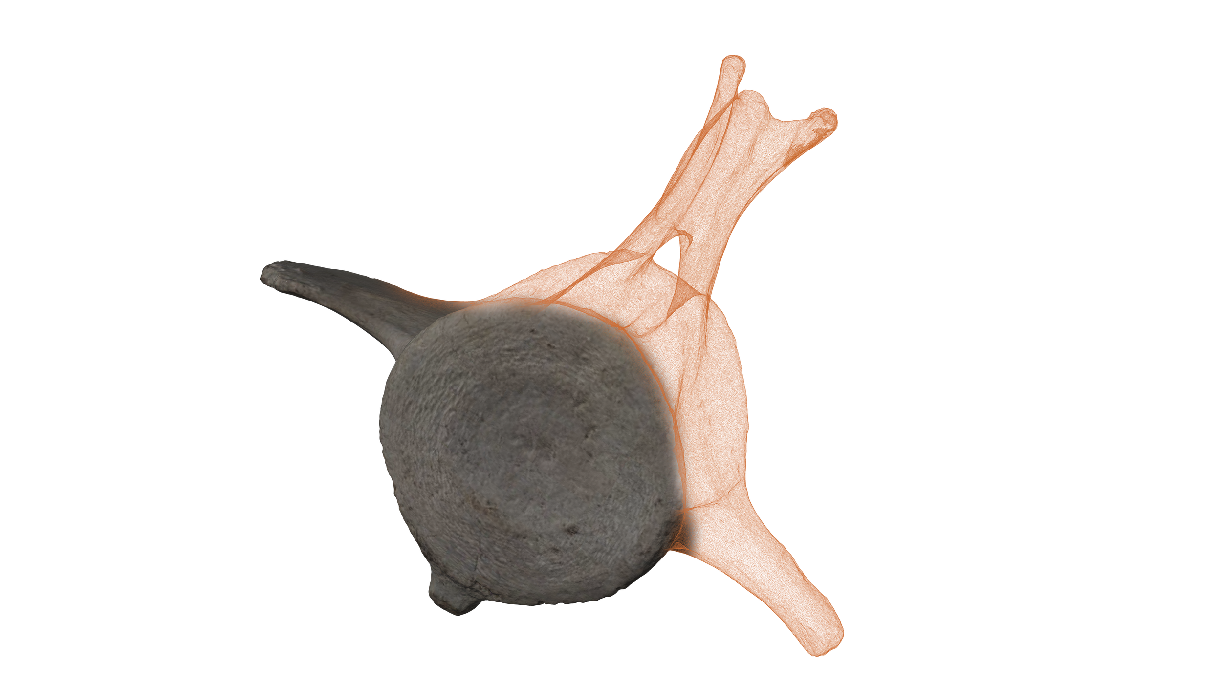 Whale Bone Scan Render.png
