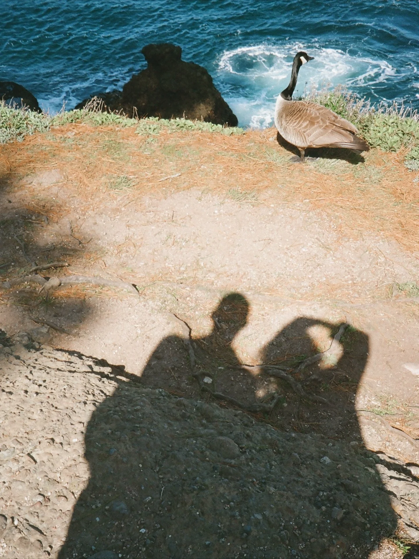 Carmel by the Sea 

@laplayaca was is one of the most beautiful boutique hotels I&rsquo;ve ever visited. I took photos of every single detail for my own personal interior styling reference. 

It&rsquo;s tucked at the perfect location between the ocea