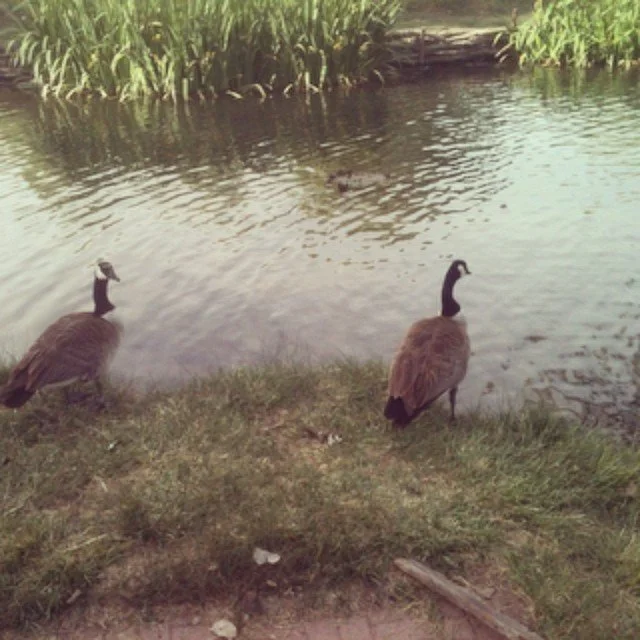 Two geese by a pond with grass and reeds