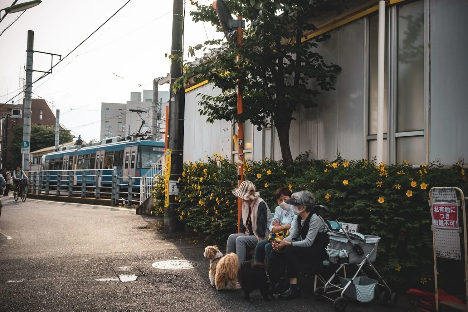 Three women sitting on a sidewalk near yellow flowers, with two small dogs, a docked tram, and urban buildings in the background.
