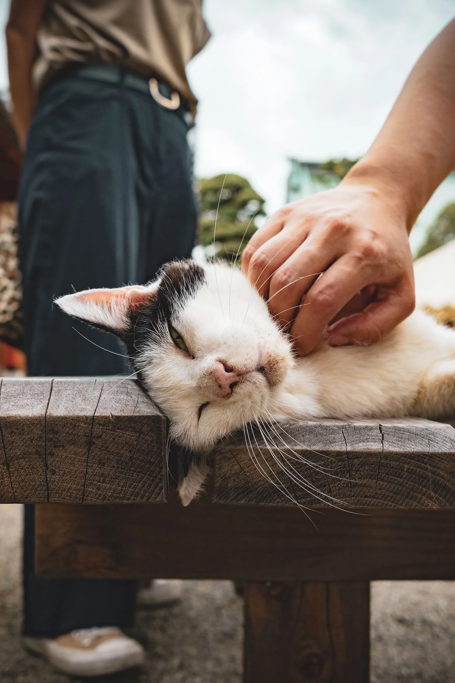 A person petting a black-and-white cat lying on a wooden bench outdoors.