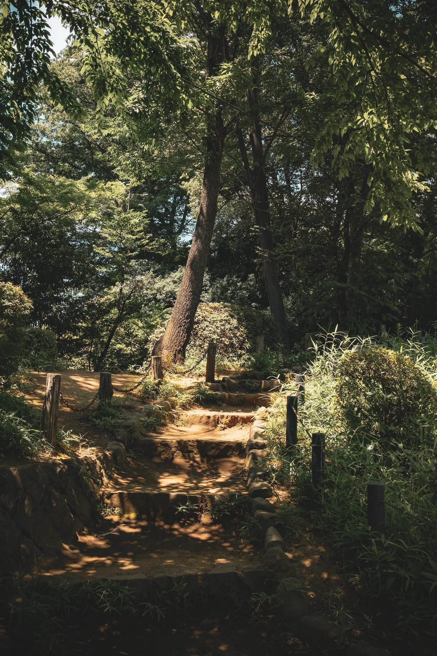 A dirt pathway with stone steps surrounded by greenery and trees in a forest or park setting.