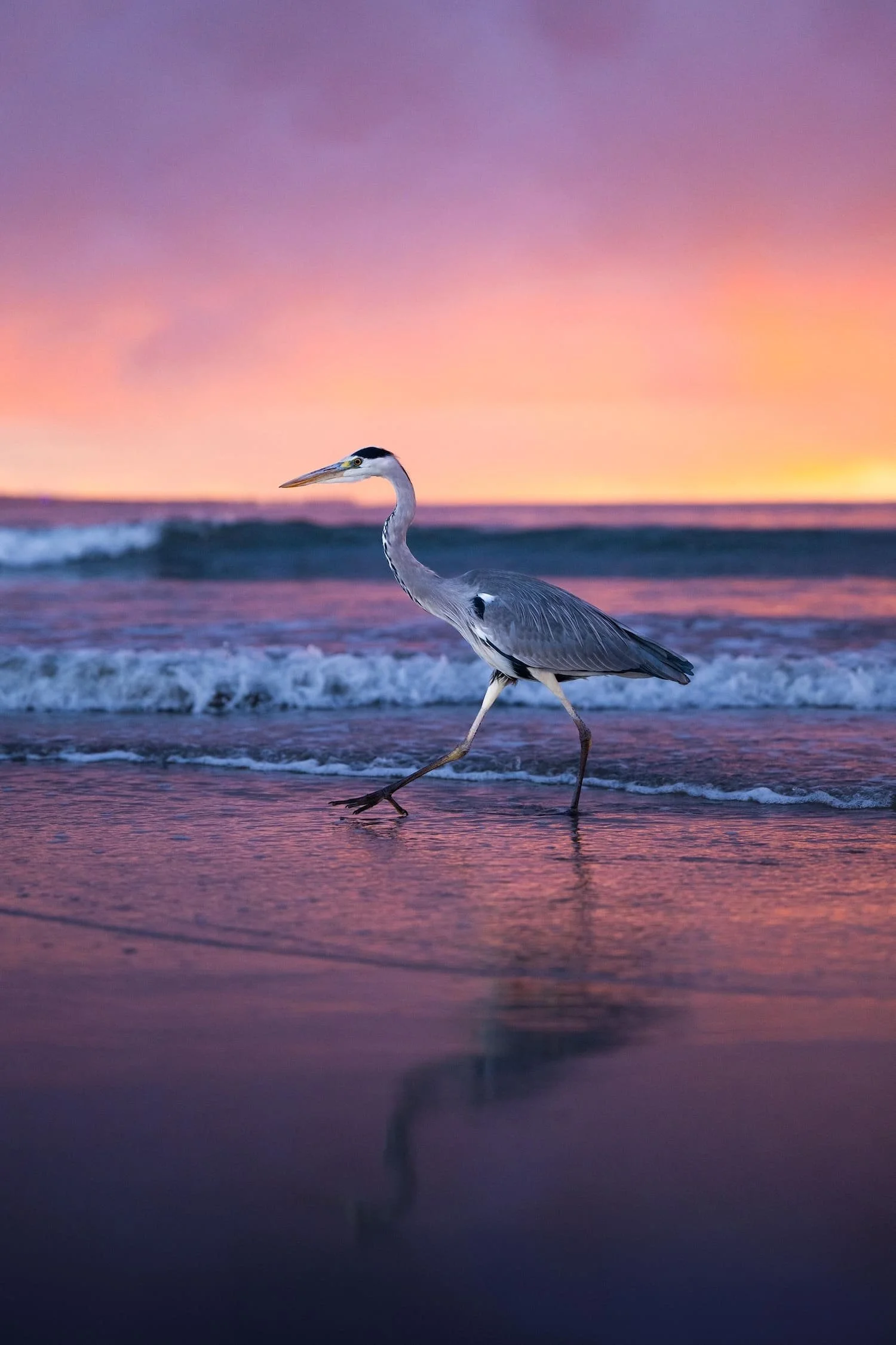 A heron walking along the shoreline during sunset with pink, purple, and orange sky and its reflection visible in the water.