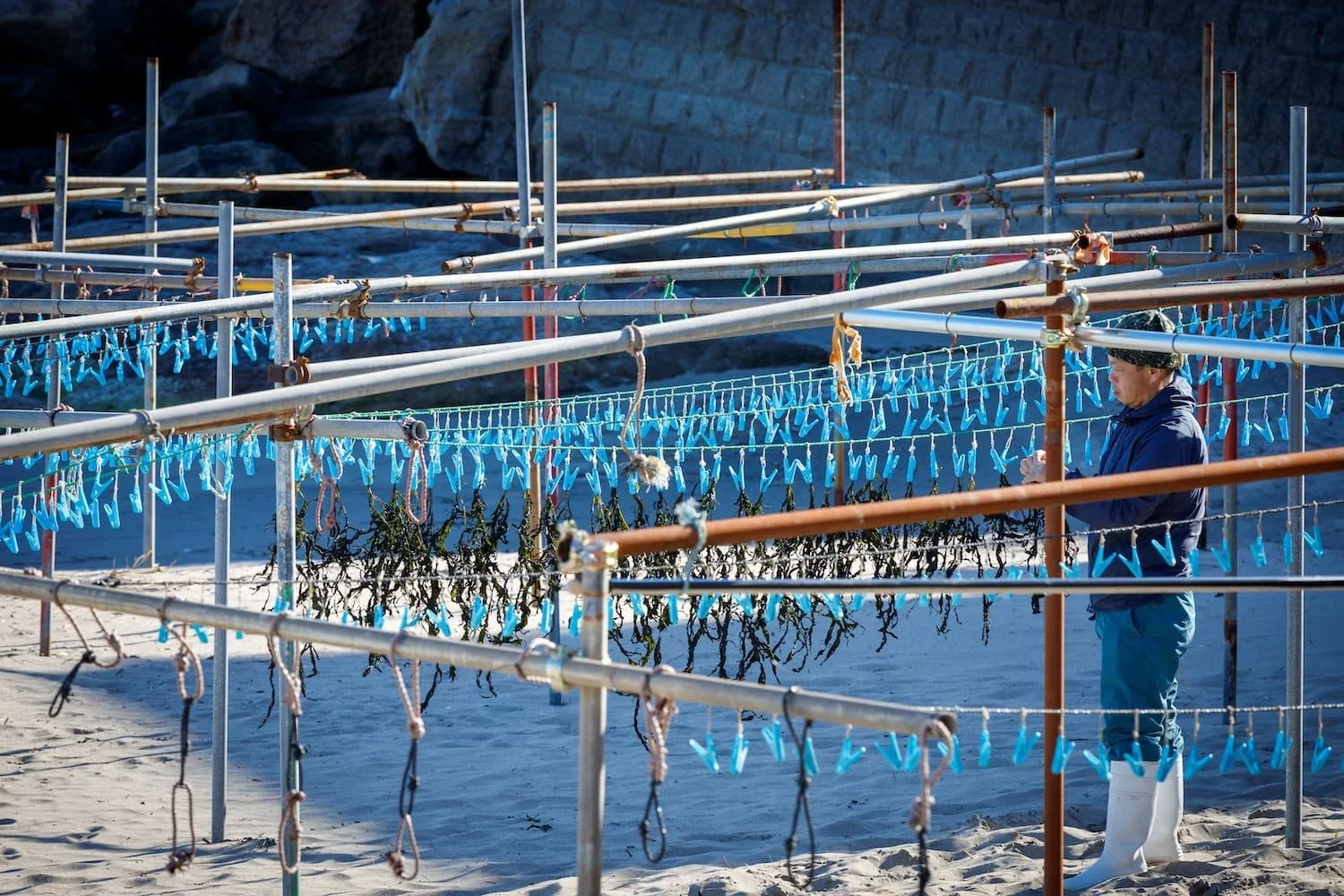 A person in rubber boots and a jacket standing on a sandy beach among metal racks holding blue plastic tags, with seaweed hanging from some of the racks and rocks in the background.