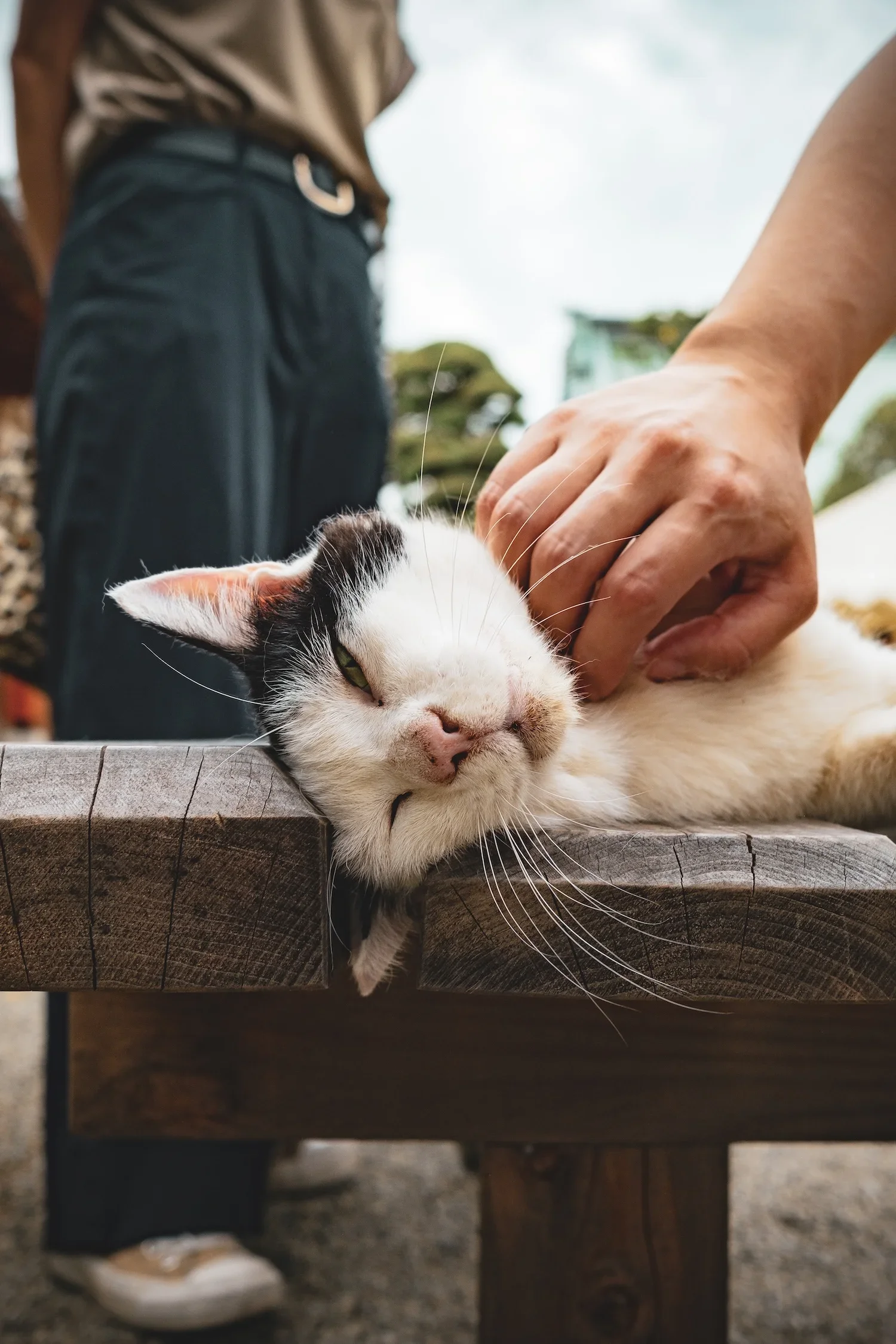 A black and white cat resting its head on a wooden surface, being petted by a person with their hand on the cat's head, outdoors in daylight.