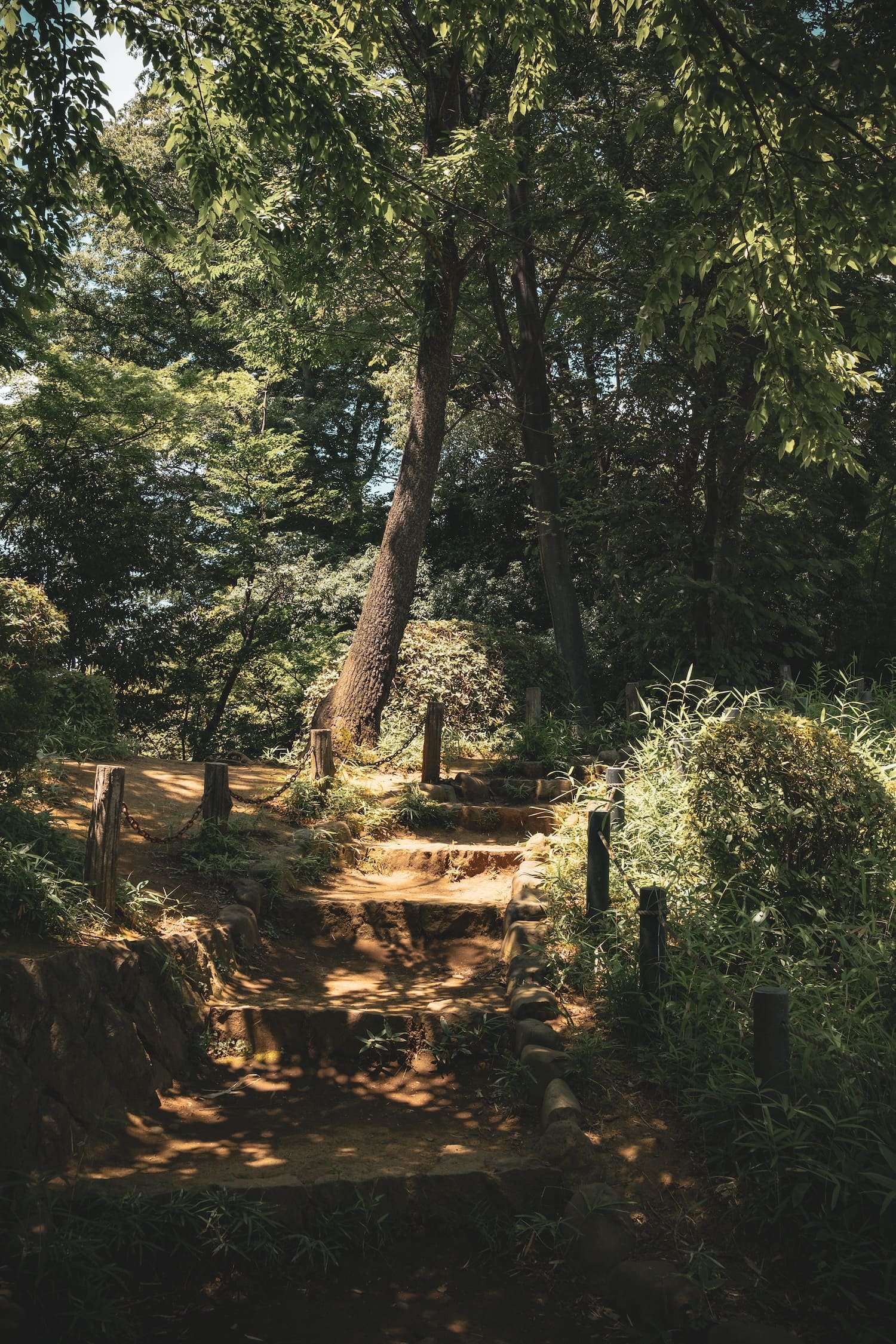 A sunlit forest trail with stone steps bordered by small plants and wooden posts with chains, surrounded by dense green foliage.