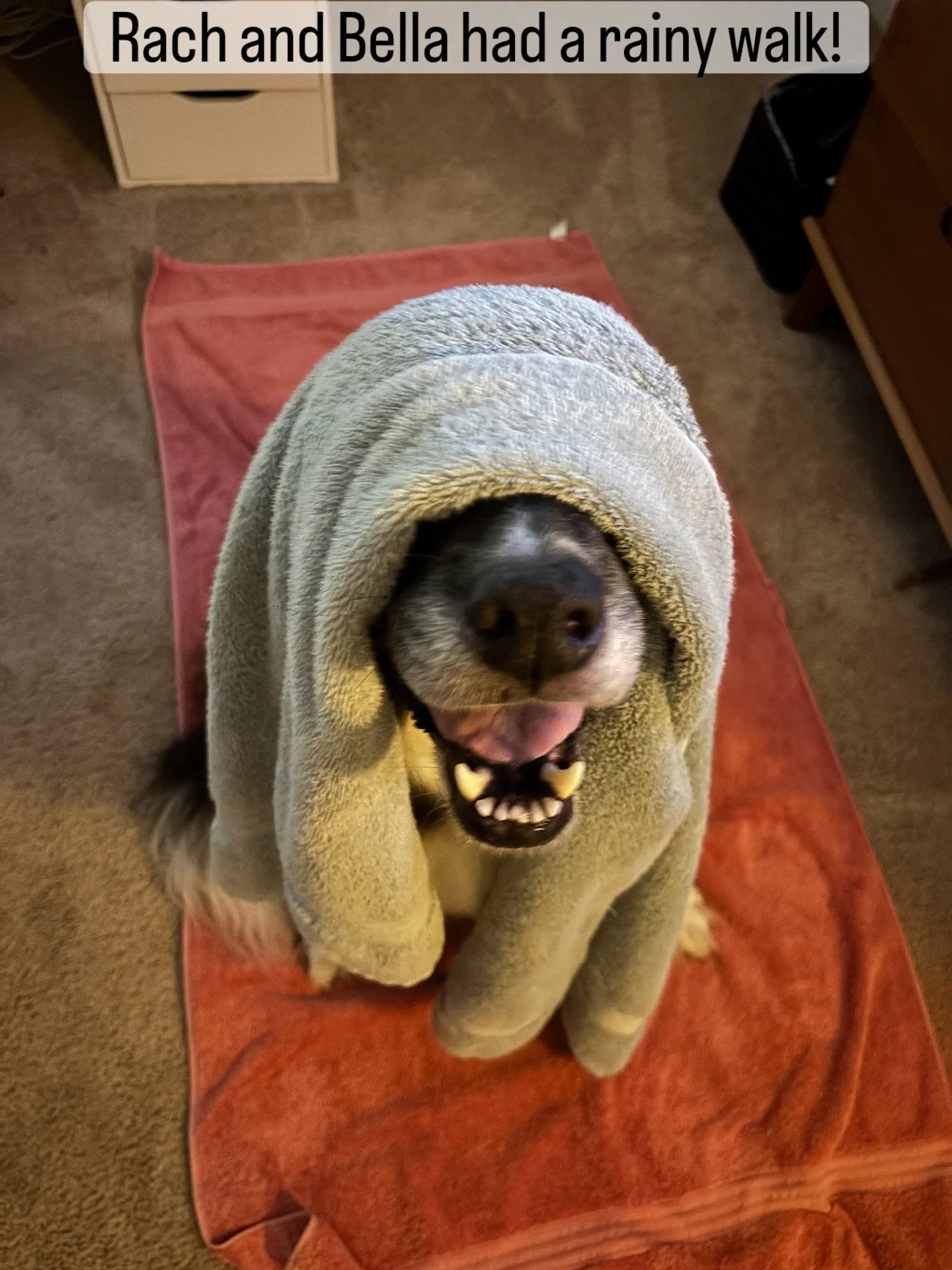 @rclai13 and Bella had a rainy walk!
