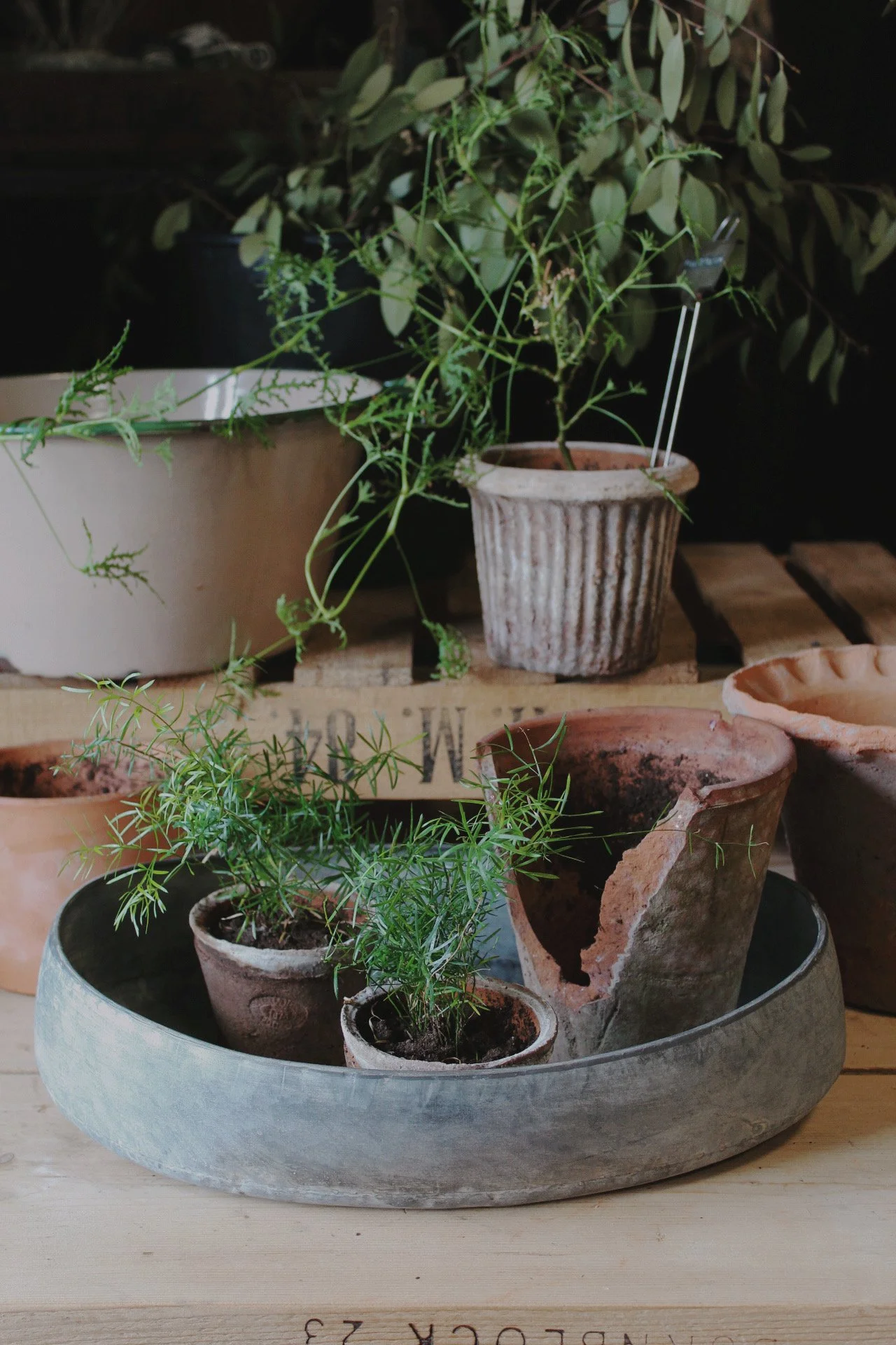 Oval zinc potting tray leaning against terracotta pots on a wooden potting bench, with small potted plants and foliage.