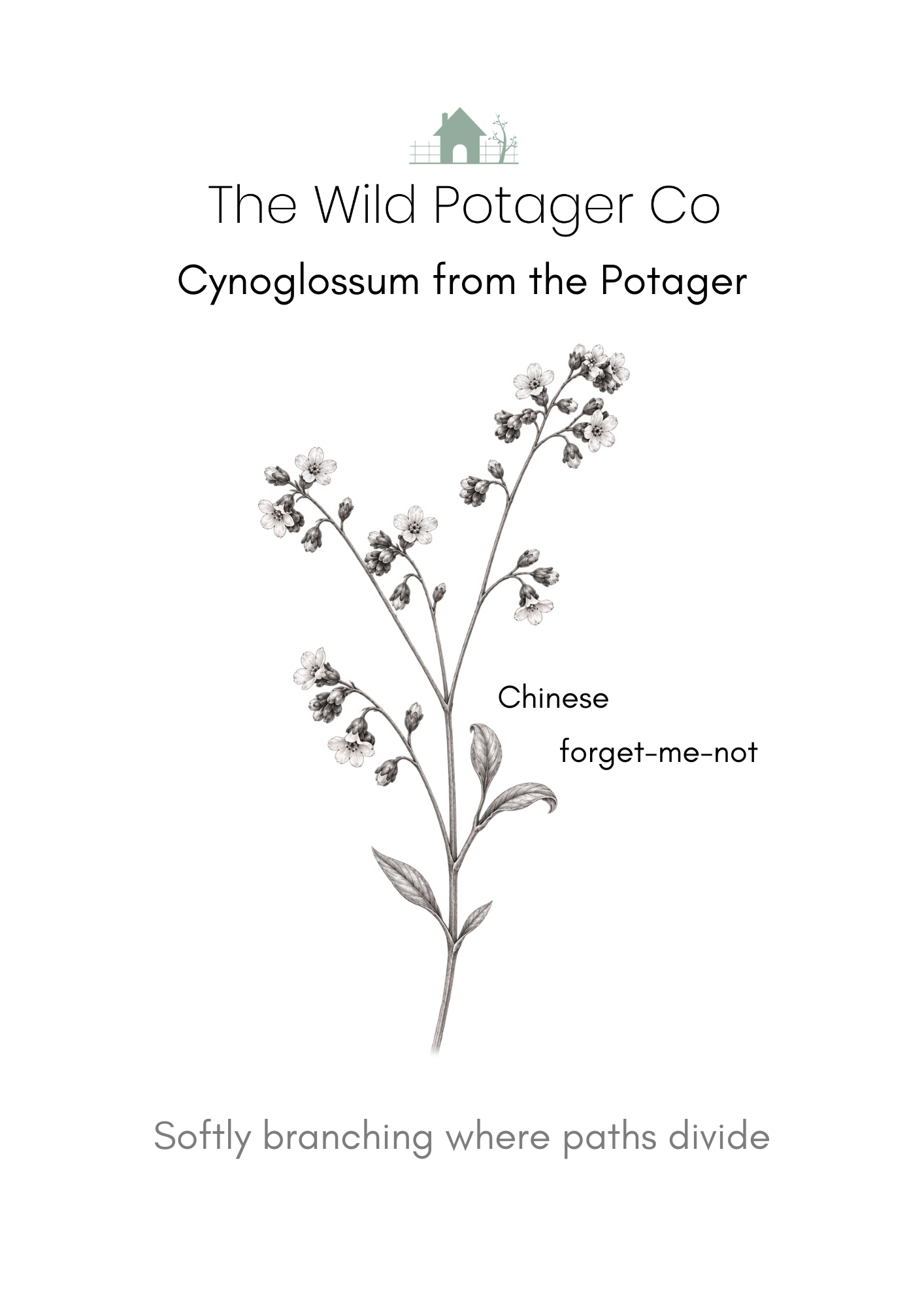 Cynoglossum from The Potager