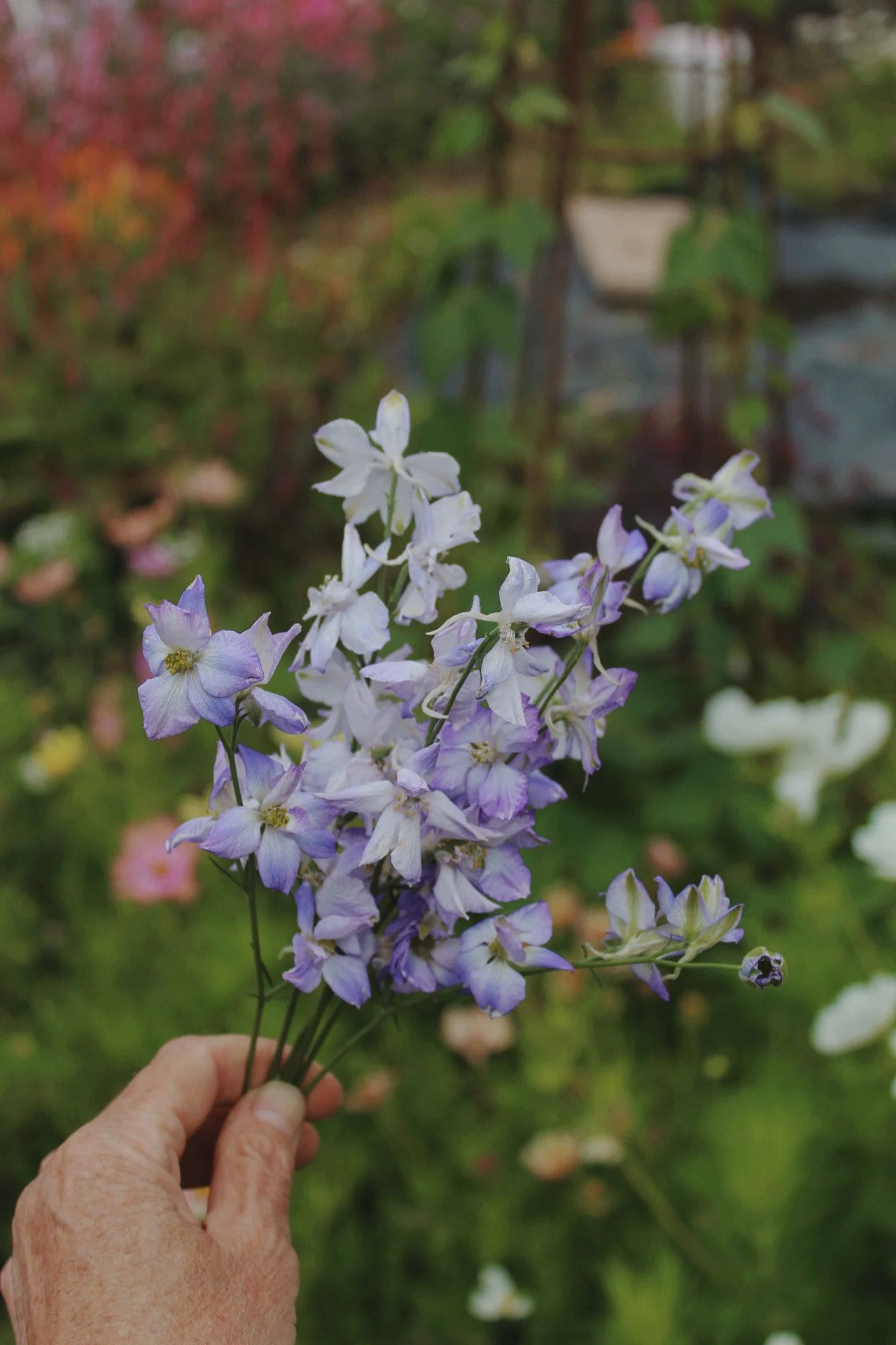 Larkspur Frosted Skies with delicate lavender-blue and white flowers on tall branching stems. The Wild Potager Co.