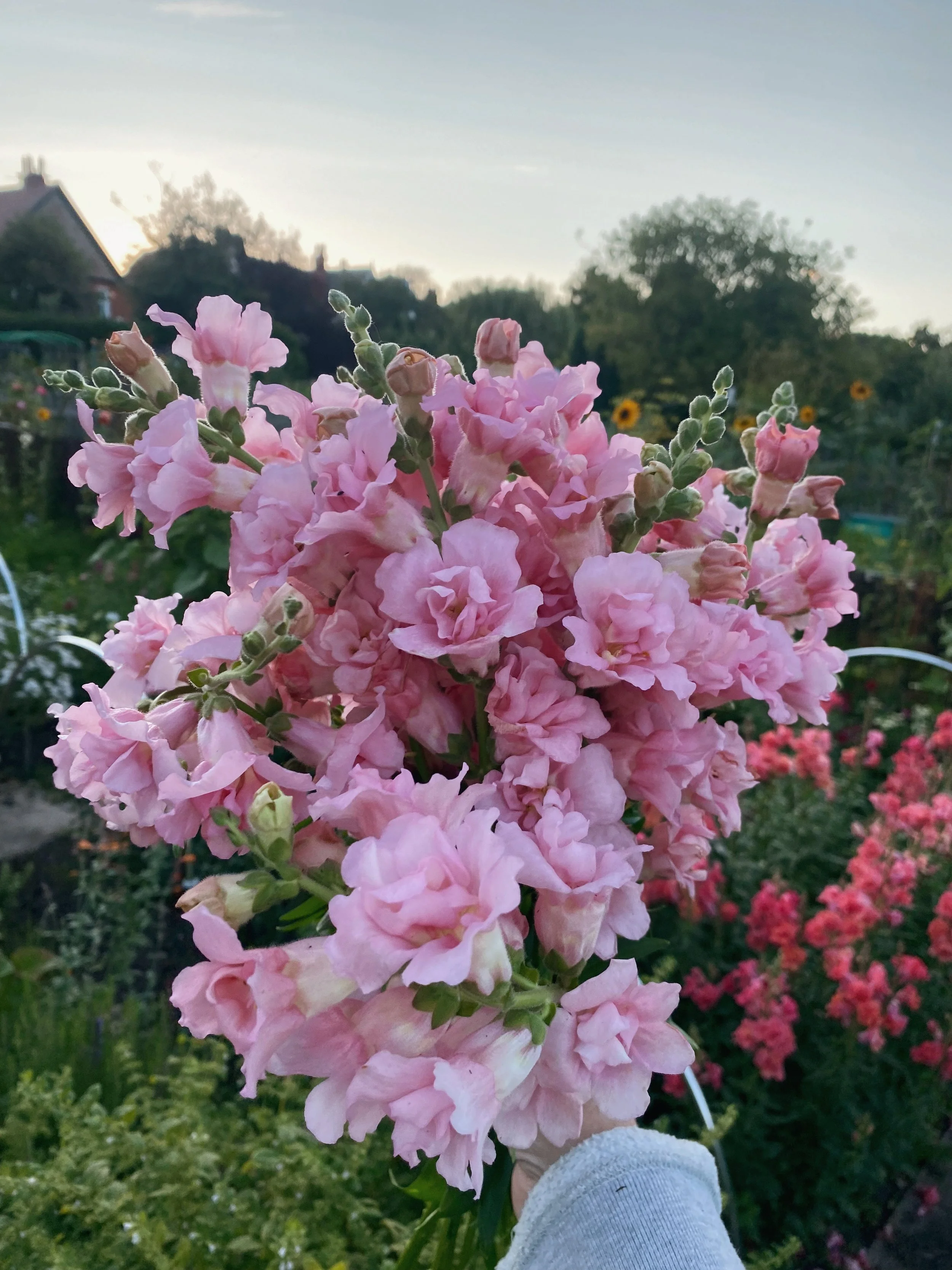 Snapdragon Butterfly Pink with soft pink ruffled flowers