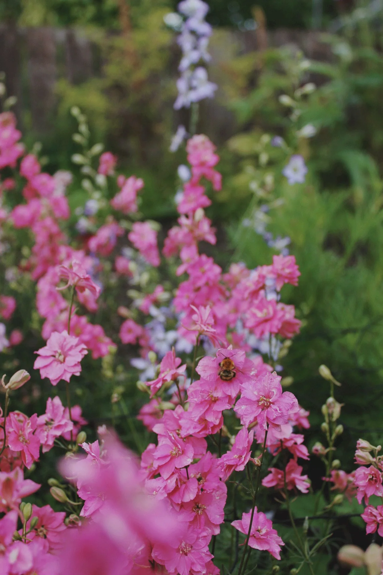 Larkspur Rose with tall branching stems of rose-pink flowers