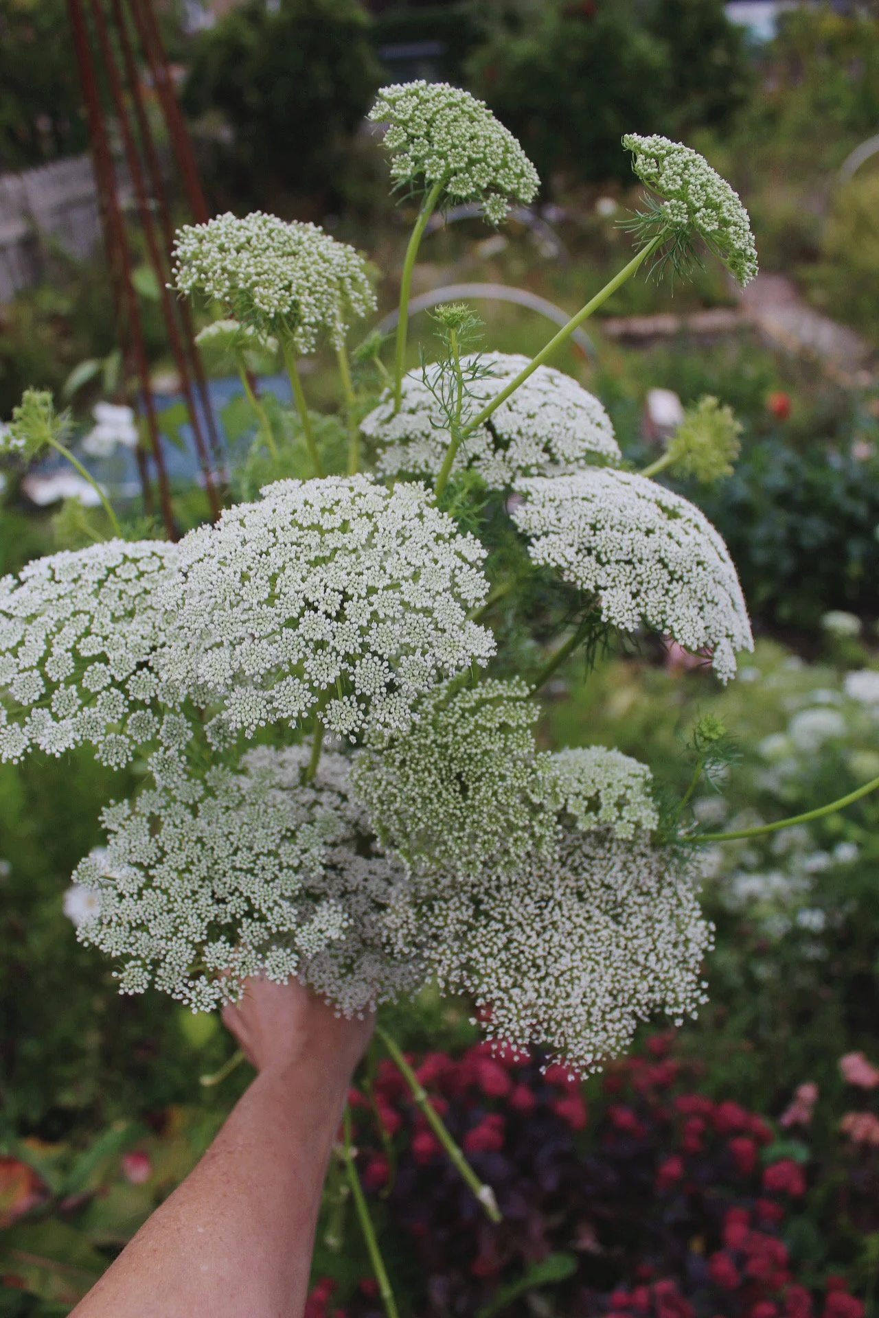 Ammi Visnaga