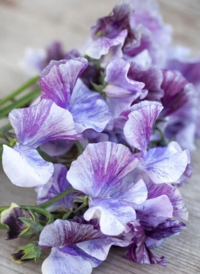 Close-up of Sweet Pea Senator flowers showing the distinctive maroon, purple and cream flaked colouring of this grandiflora variety, The Wild Potager Co.
