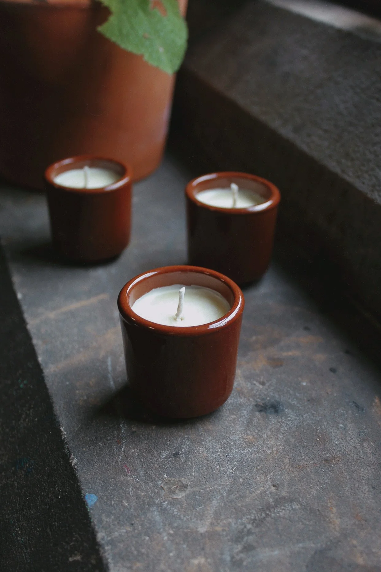 Rushlight Candle in a glazed terracotta pot, arranged on a windowsill among potted plants.