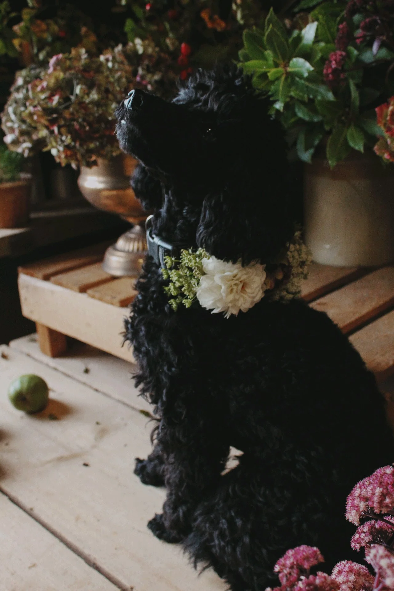 Black poodle wearing a floral collar sitting in front of potted plants on a wooden bench.