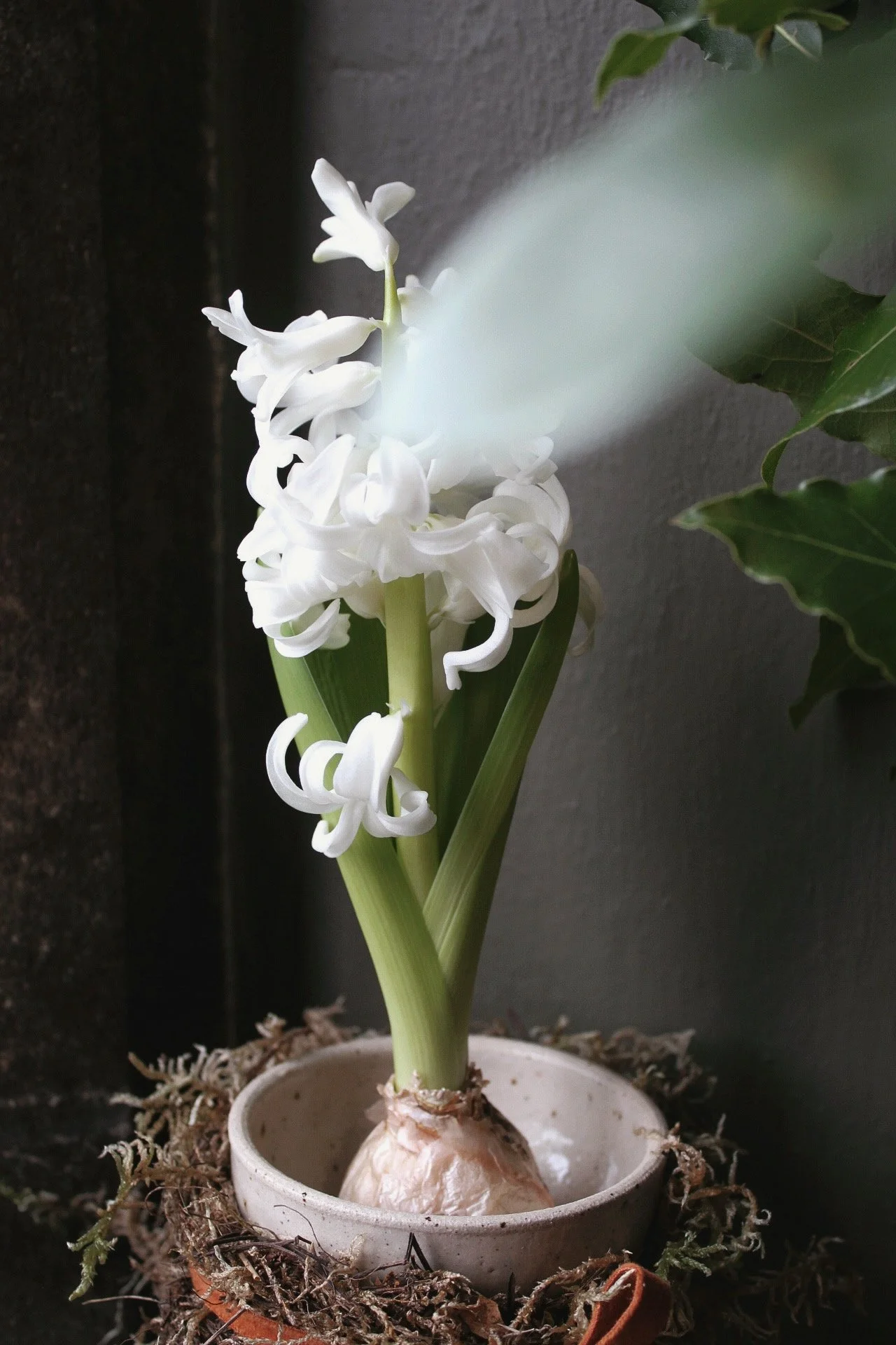 Stoneware bulb forcers with bulbs, moss and ribbon on a studio windowsill