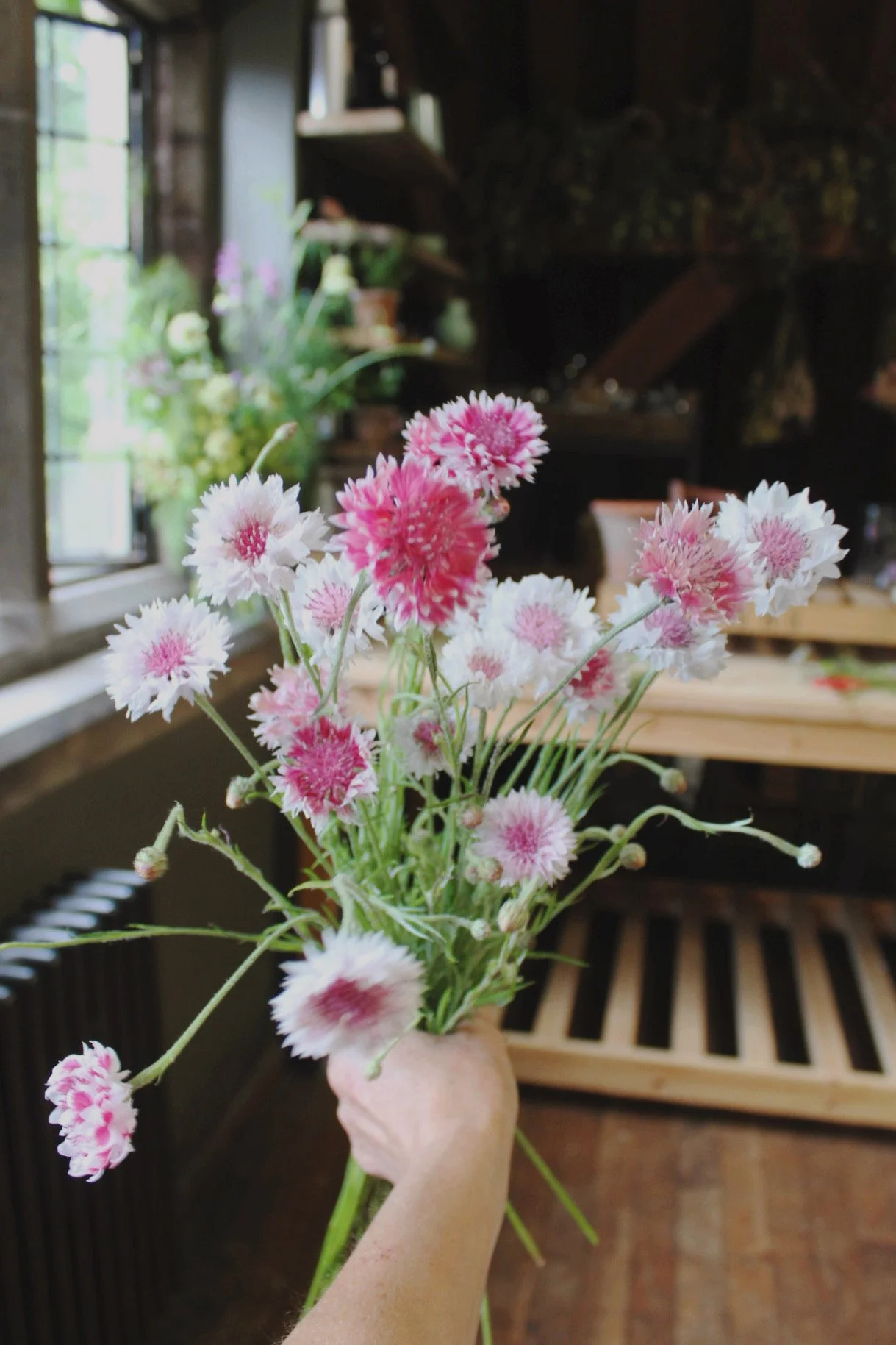 Pink and white Cornflower Classic Romantic flowers arranged in a bouquet.