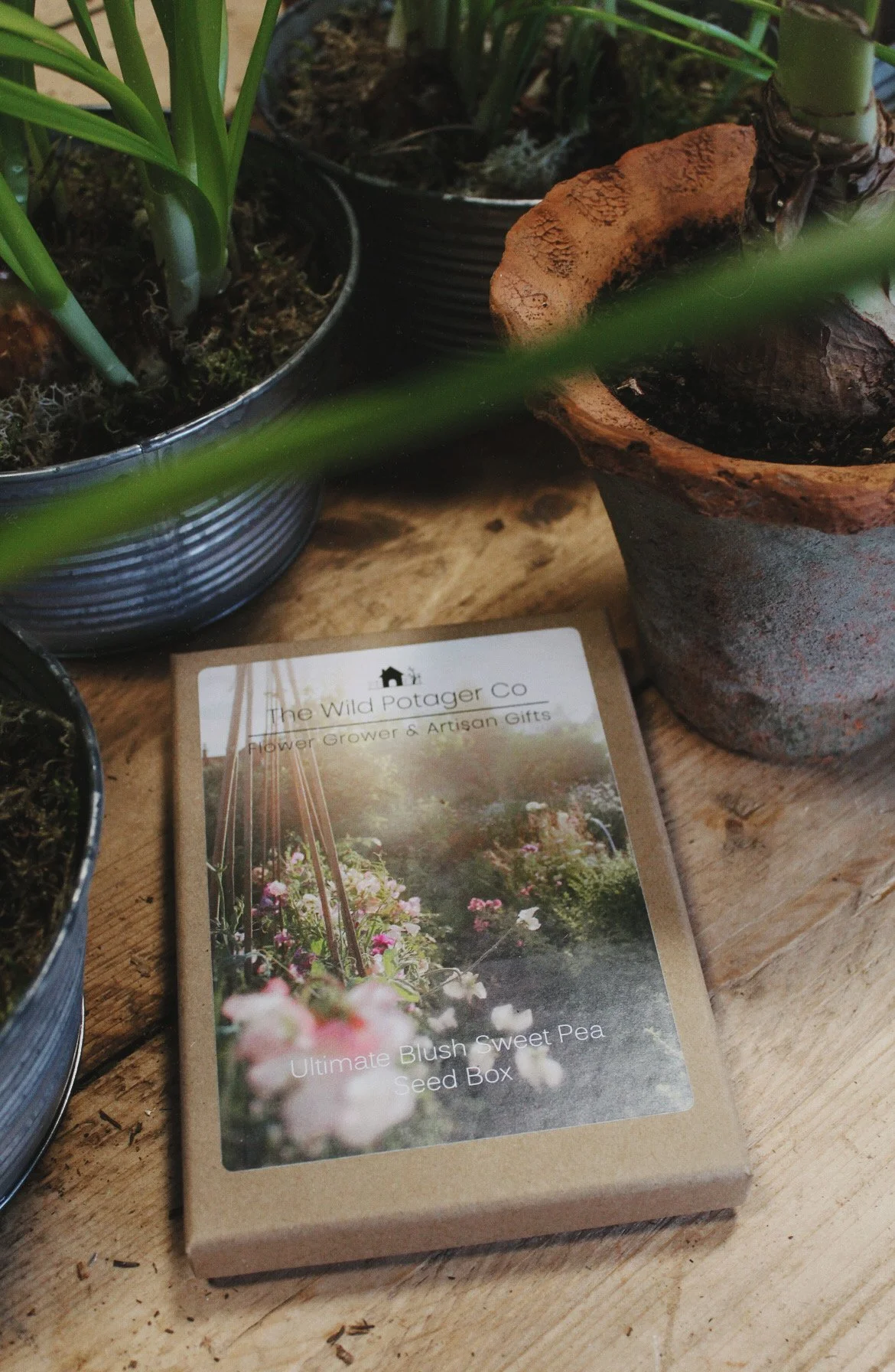 Ultimate Blush Sweet Peas