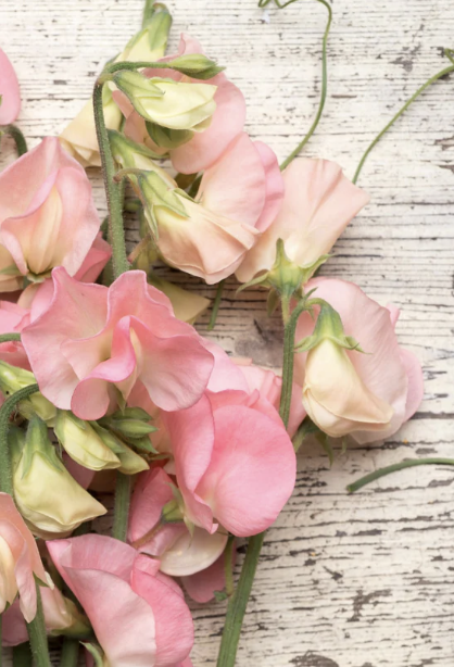 Sweet Pea Spring Sunshine Nancy