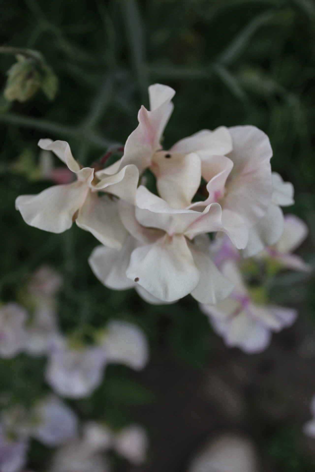 Ultimate Blush Sweet Pea Seed Box