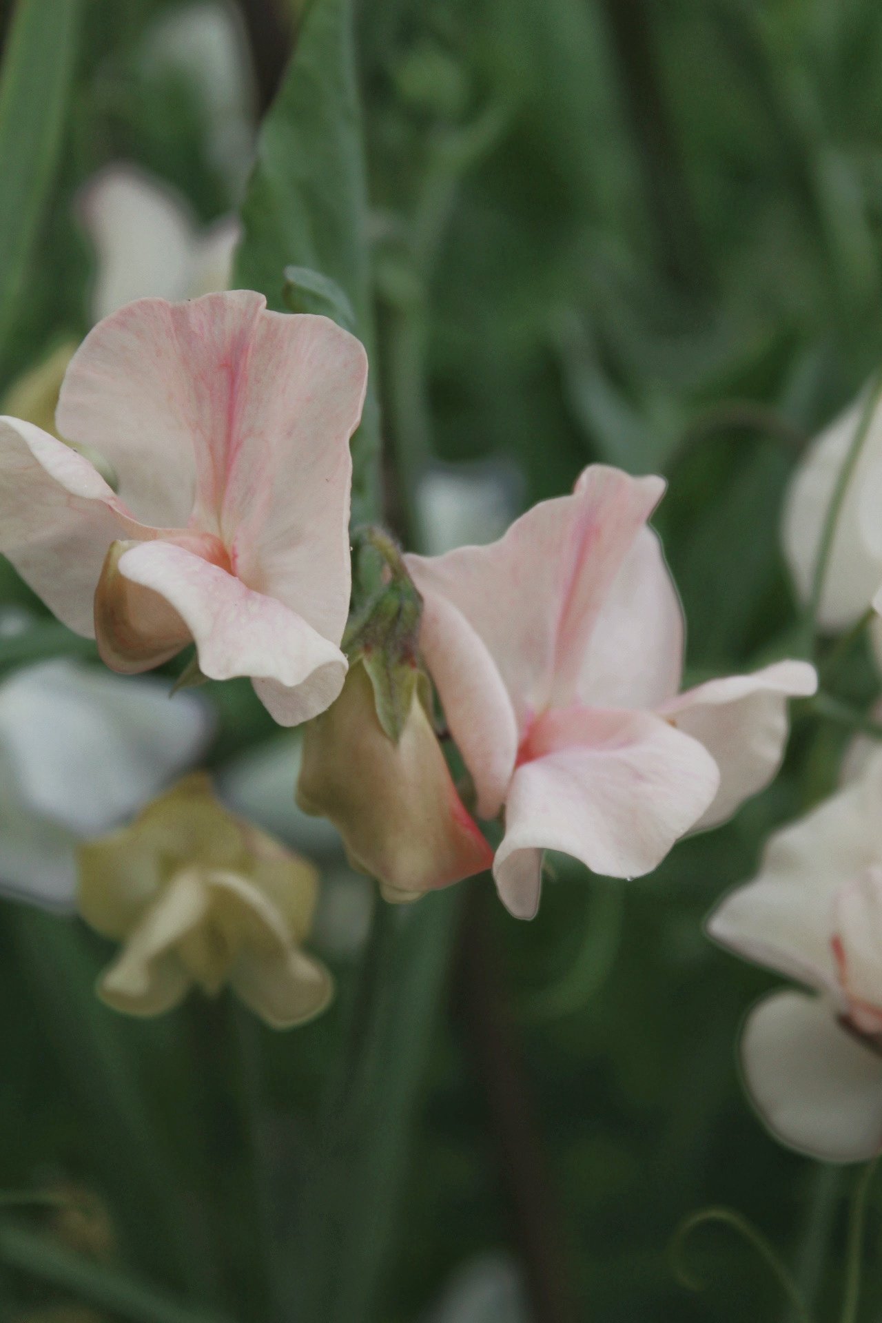 Ultimate Blush Sweet Pea Seed Box