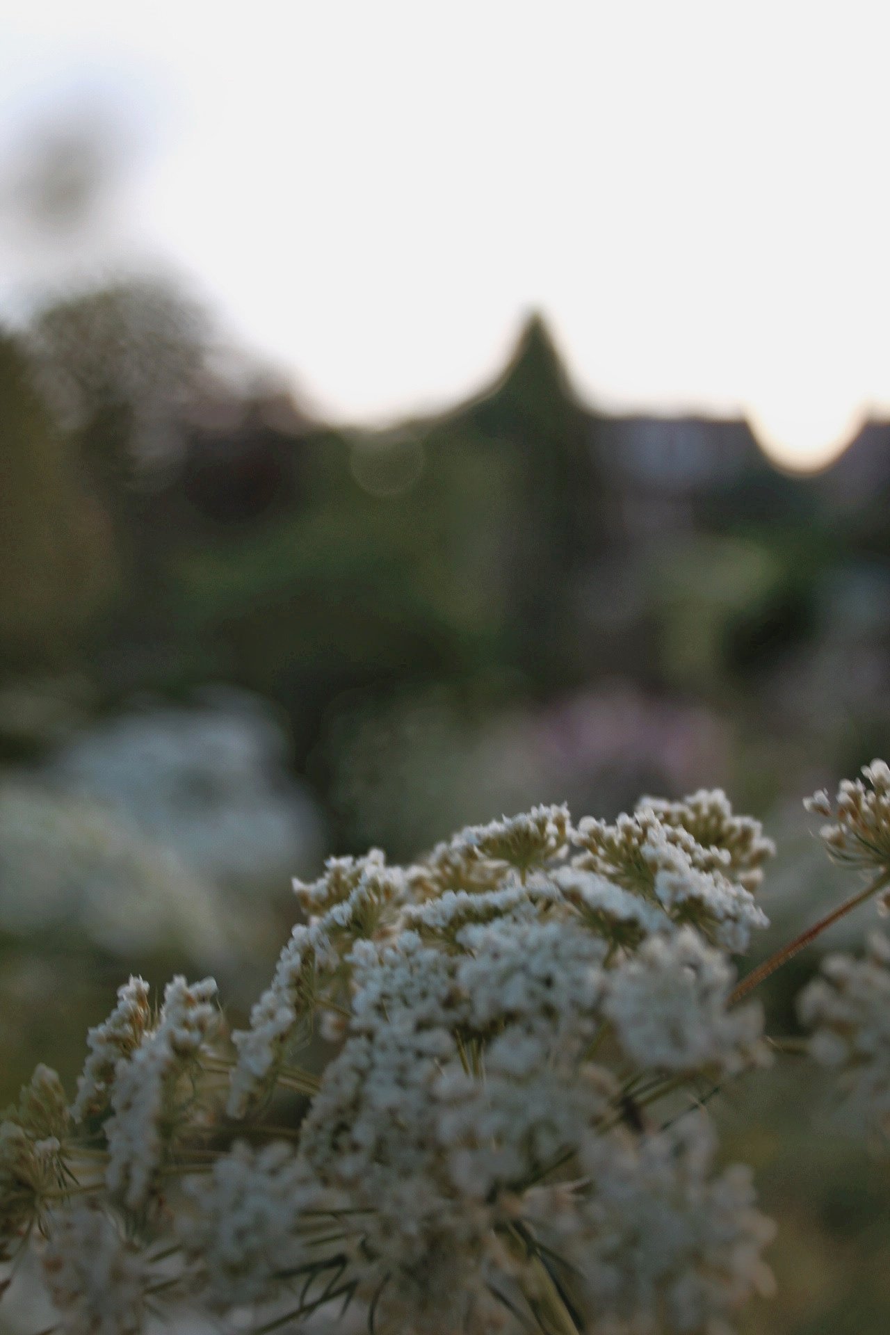 Ammi Majus Graceland