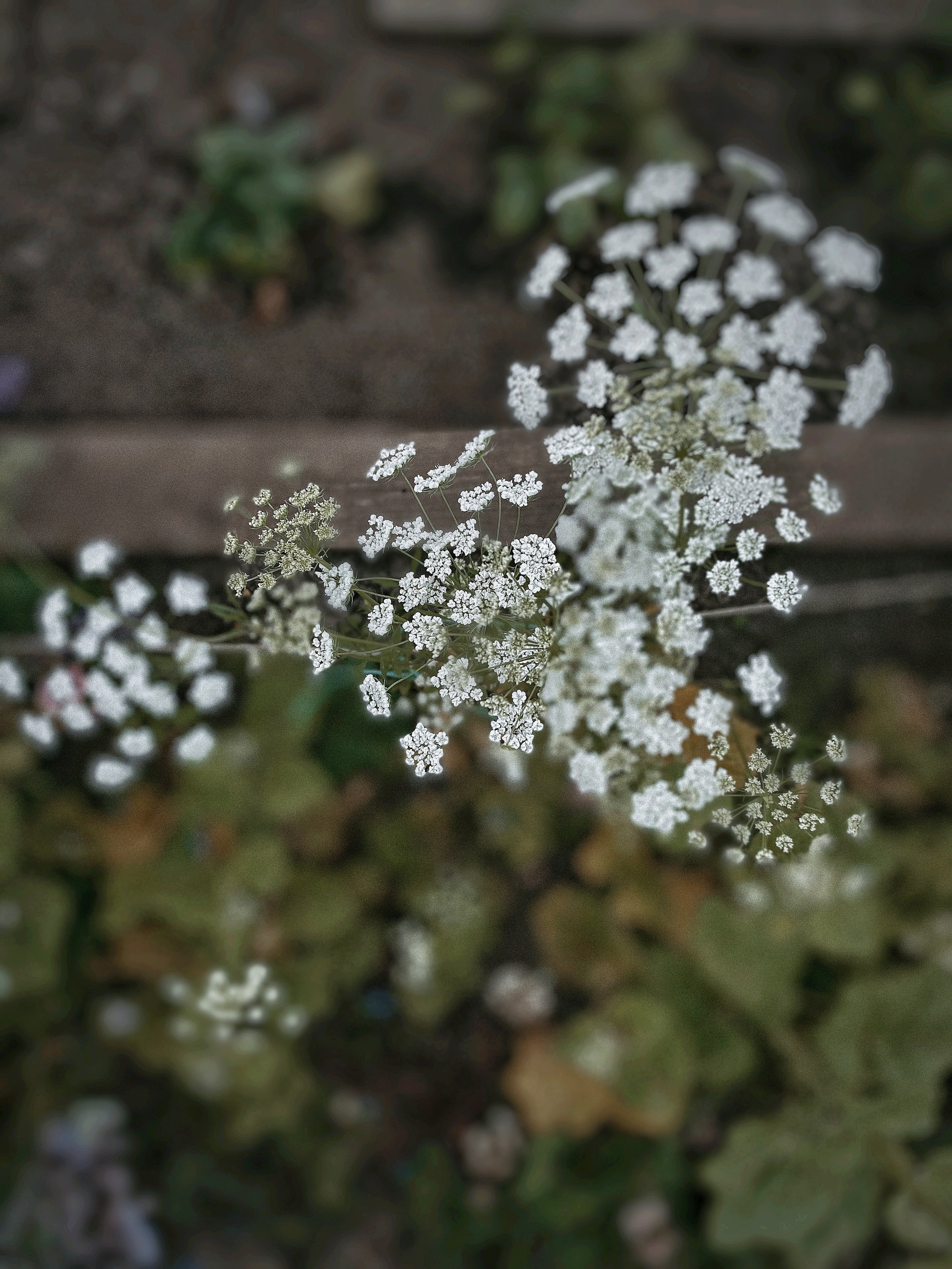 Ammi Majus Graceland