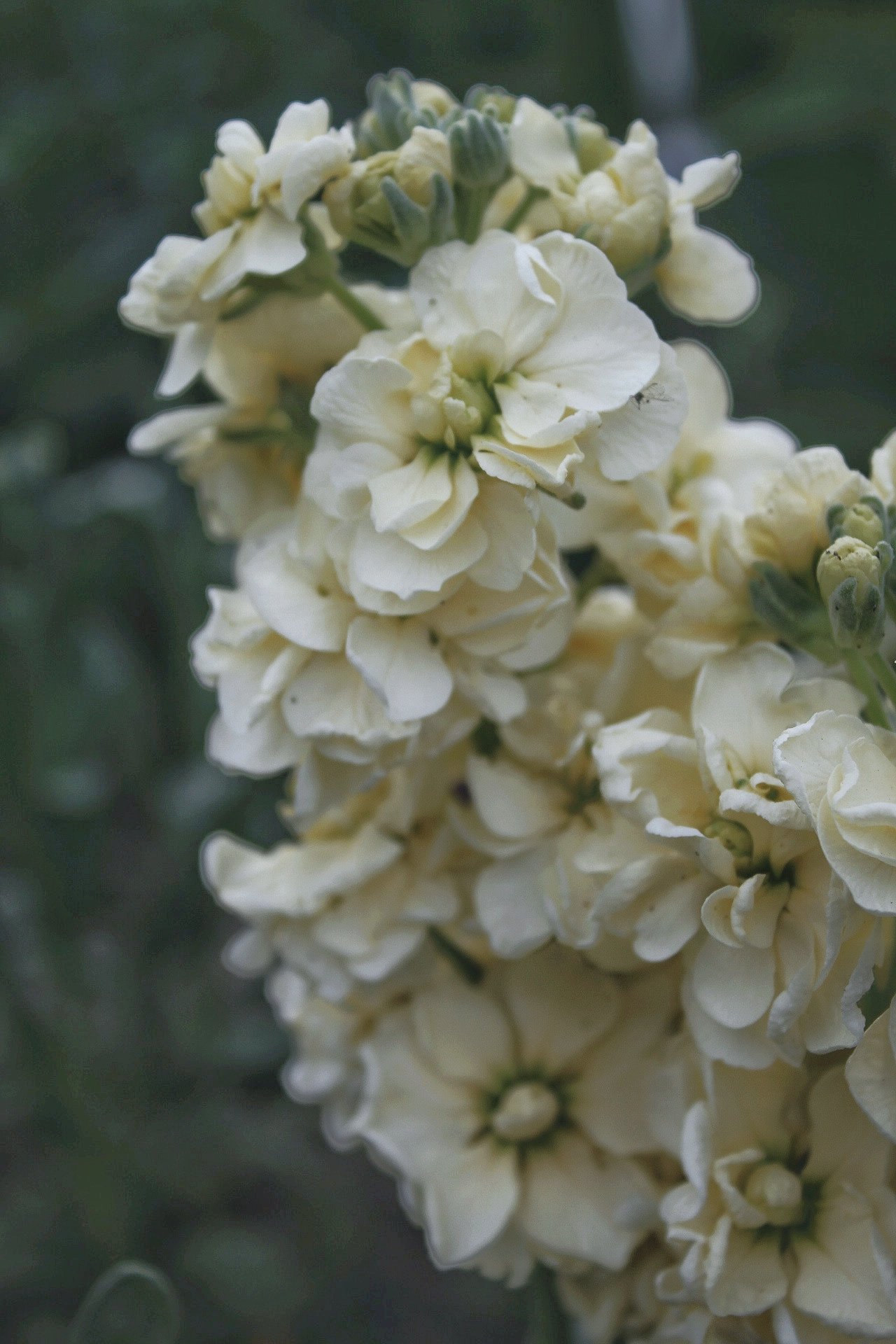 Stock Matthiola Incana Cream