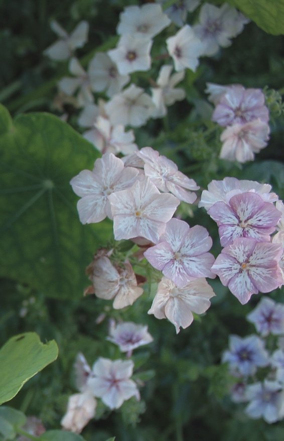 Phlox Drummindii Creme Brûlée