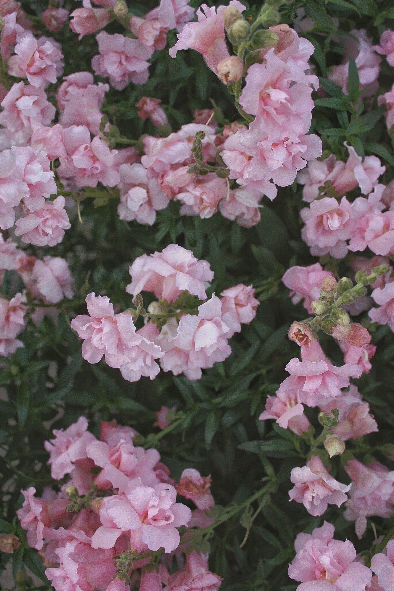 Snapdragon Madame Butterfly Pink