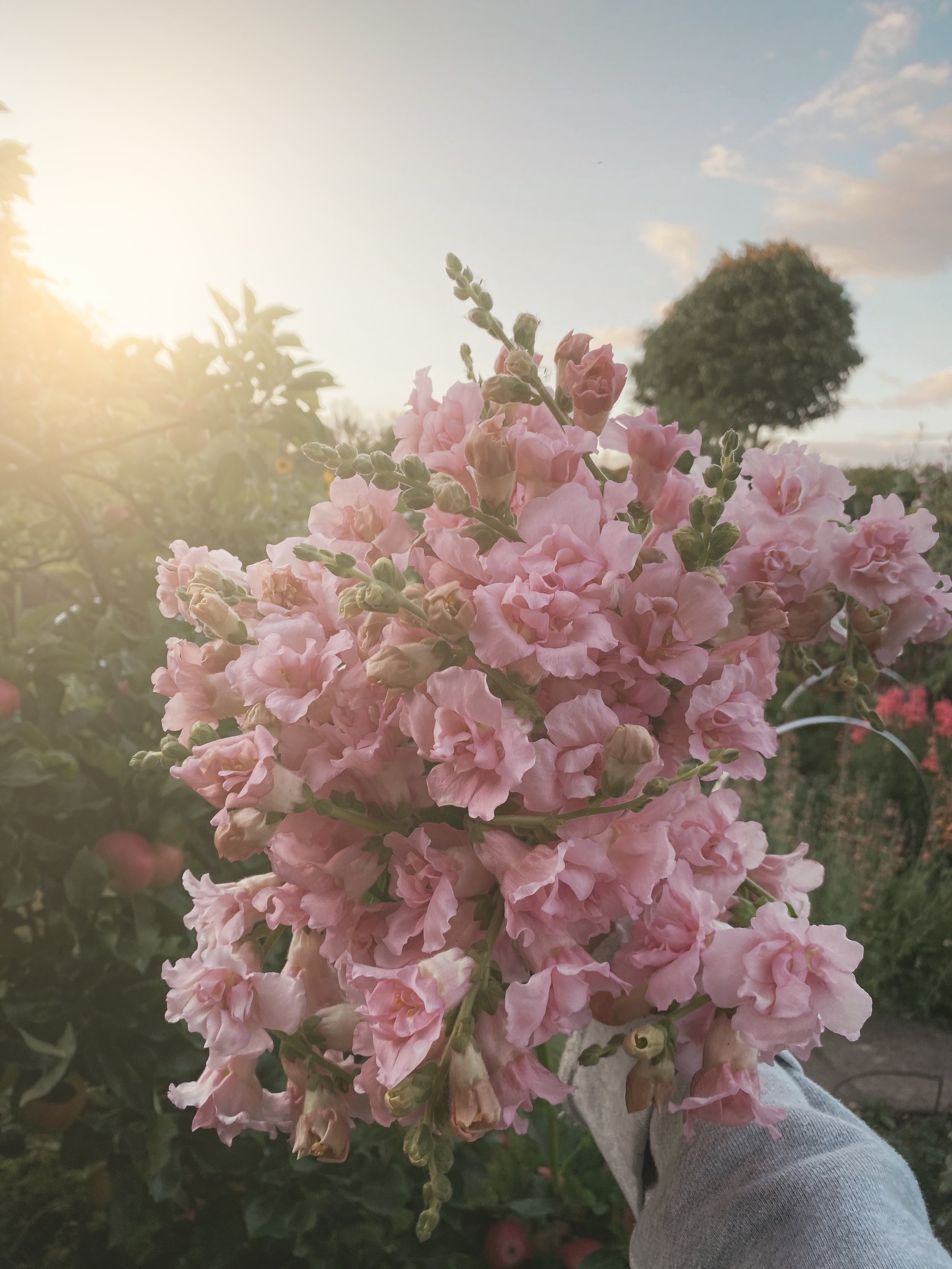 Snapdragon Madame Butterfly Pink