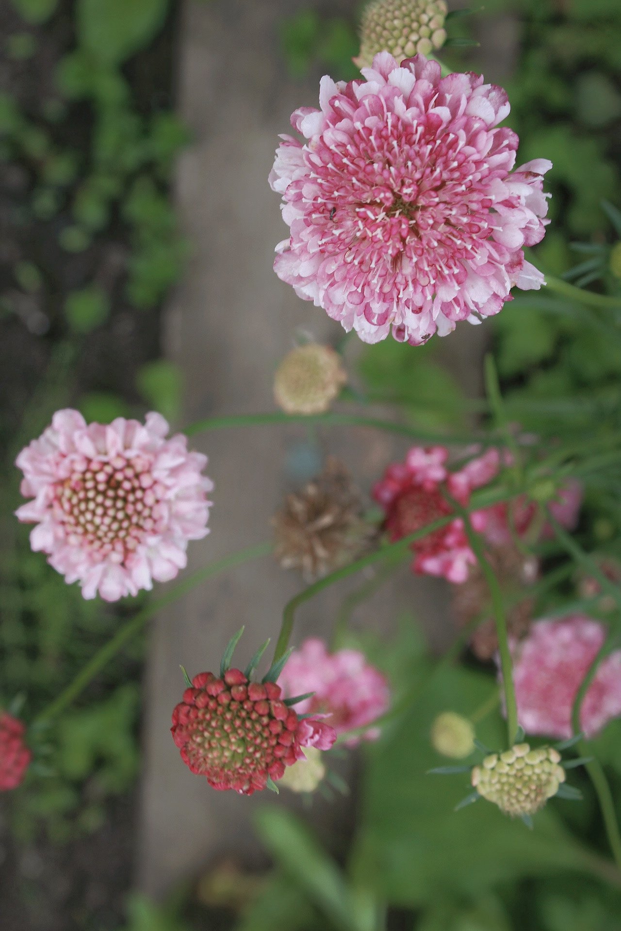 IMG_9816.jpeg