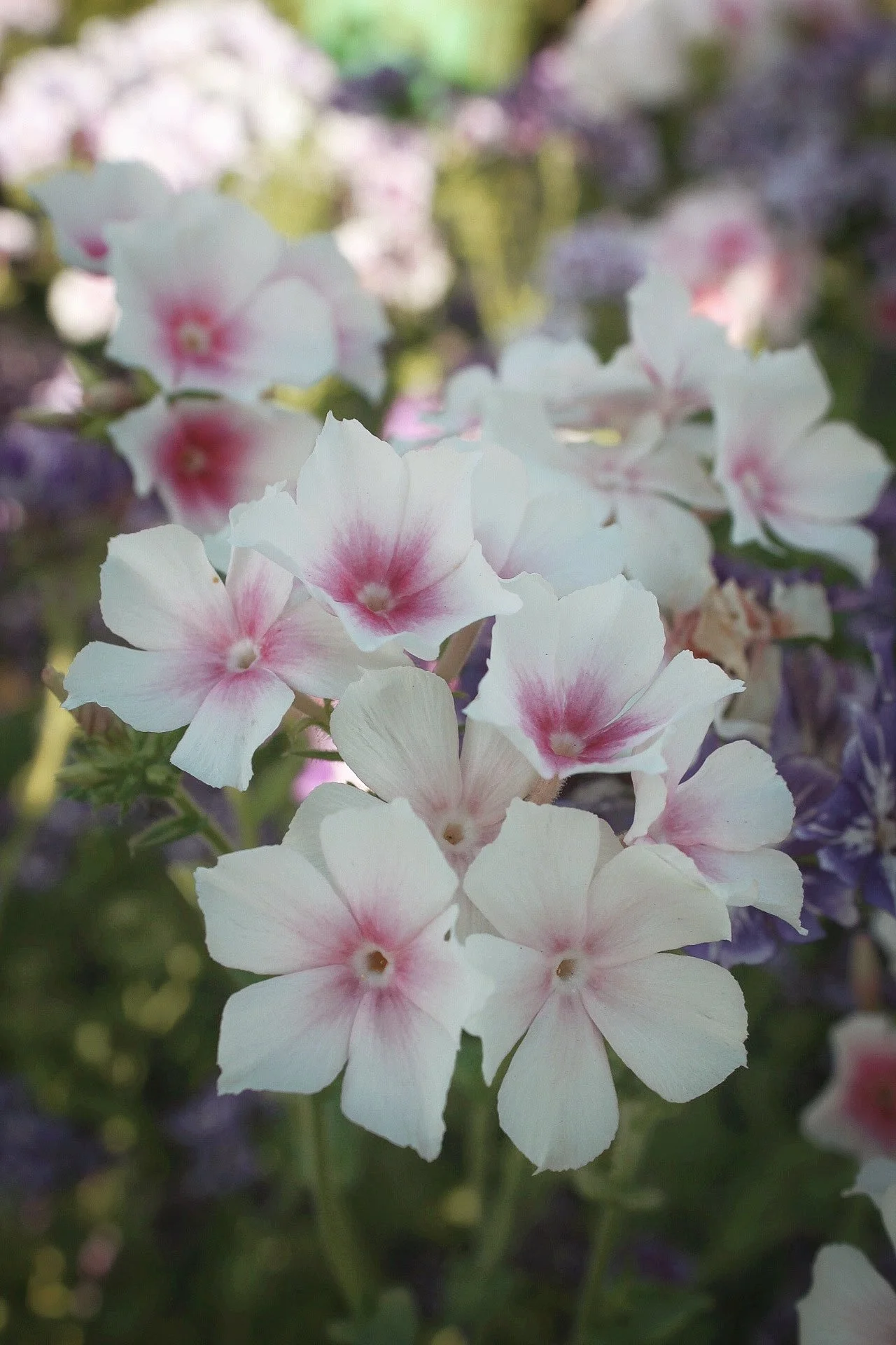Phlox Drummondii Blushing Bride, with soft white flowers brushed with blush pink centres, flowering in a full summer display at The Wild Potager Co.