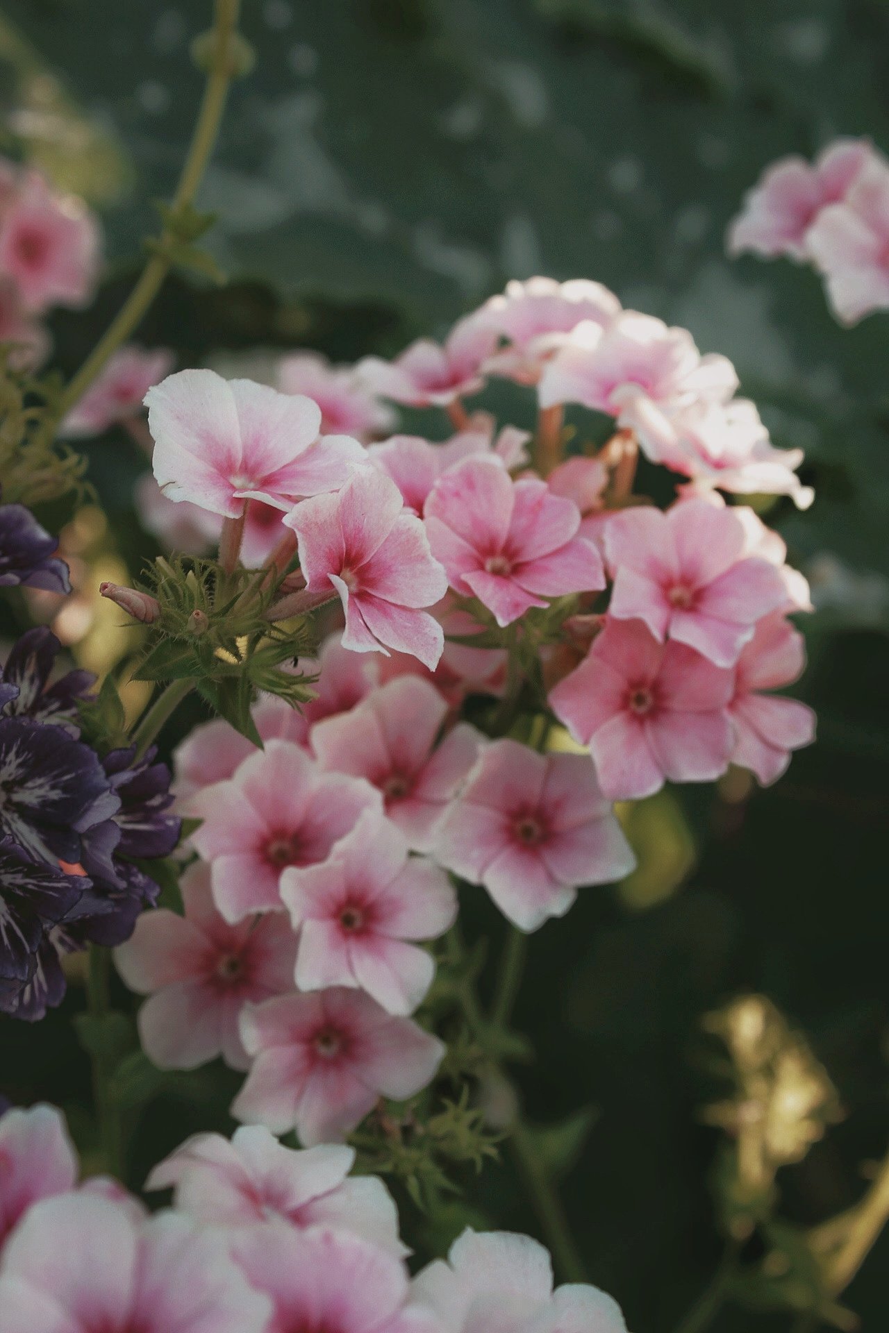Phlox Drummondii Blushing Bride, with soft white flowers brushed with blush pink centres, flowering in a full summer display at The Wild Potager Co.