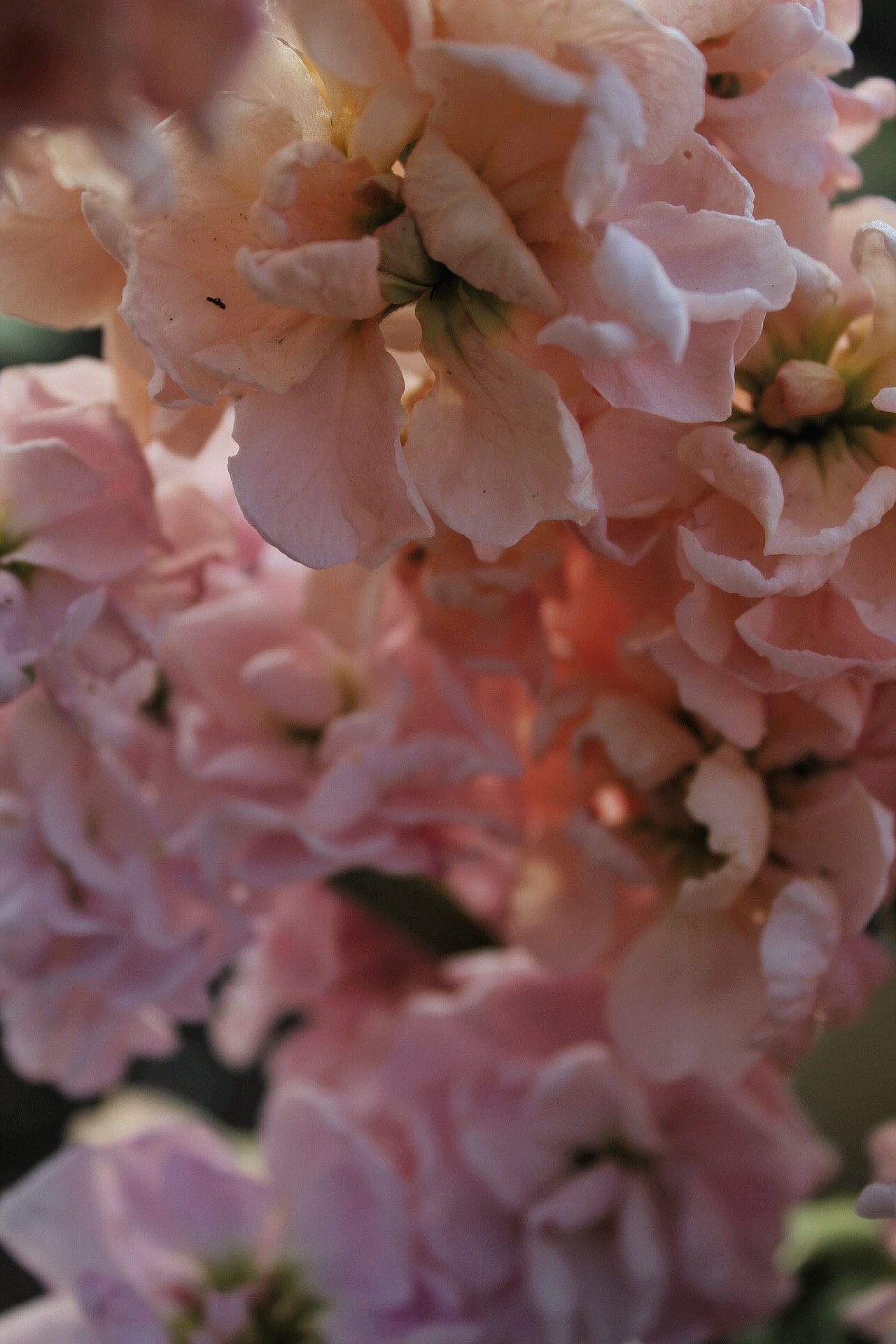 IMG_0704.jpeg
