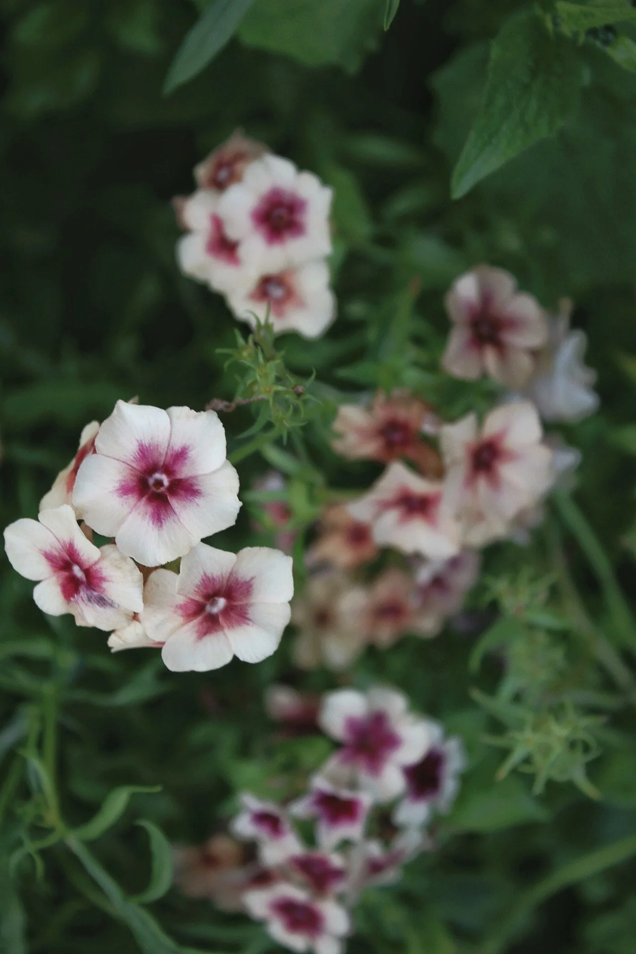 phlox-drummondii-cherry-caramel-white-pink-flowers-the-wild-potager-co.jpeg