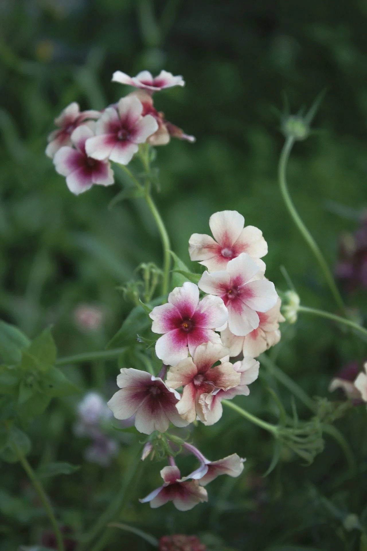 Phlox Drummondii Cherry Caramel flowering among green foliage, with creamy white petals and rich cherry-pink centres, photographed in the garden at The Wild Potager Co.