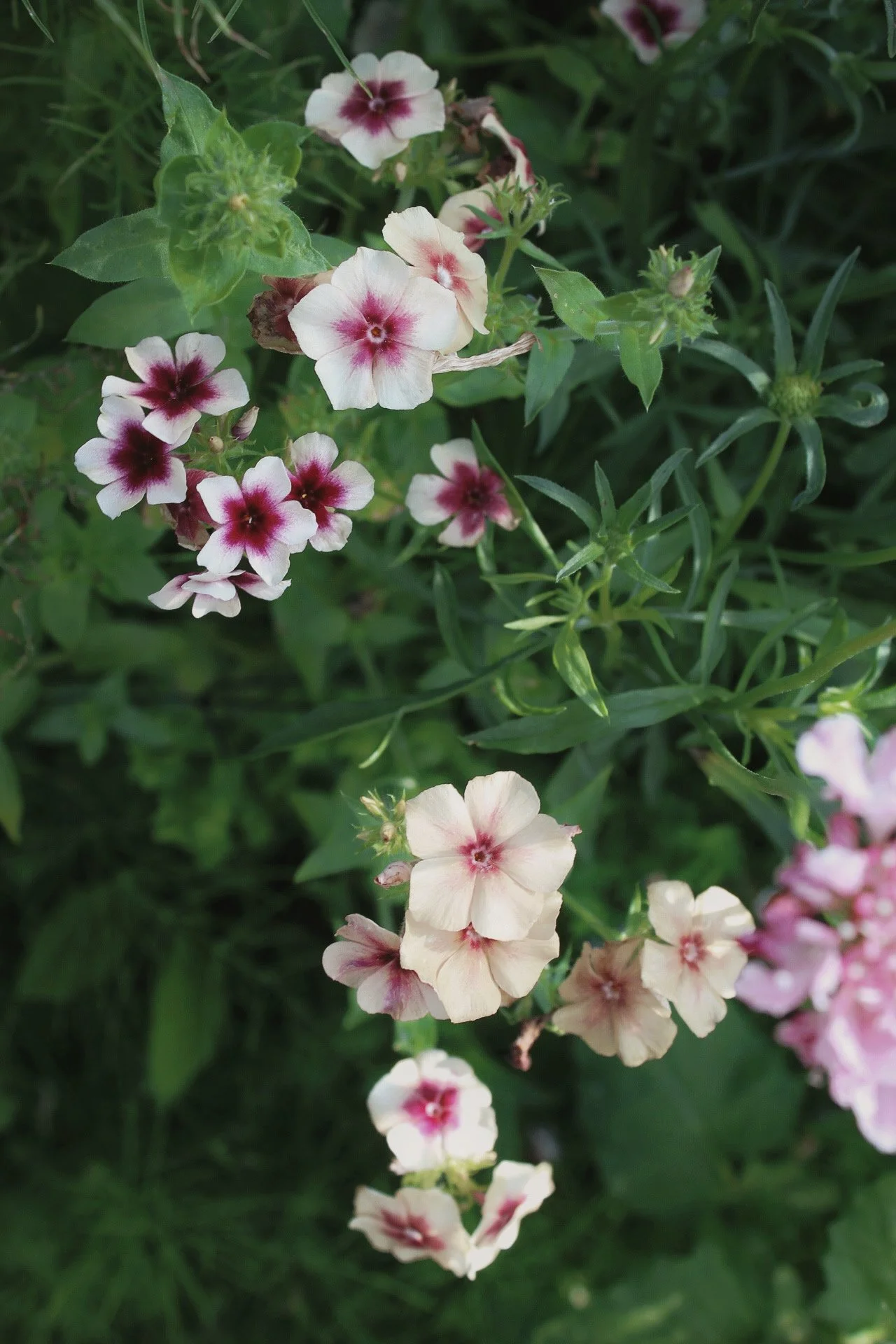 Phlox Drummondii Cherry Caramel flowering among green foliage, with creamy white petals and rich cherry-pink centres, photographed in the garden at The Wild Potager Co.