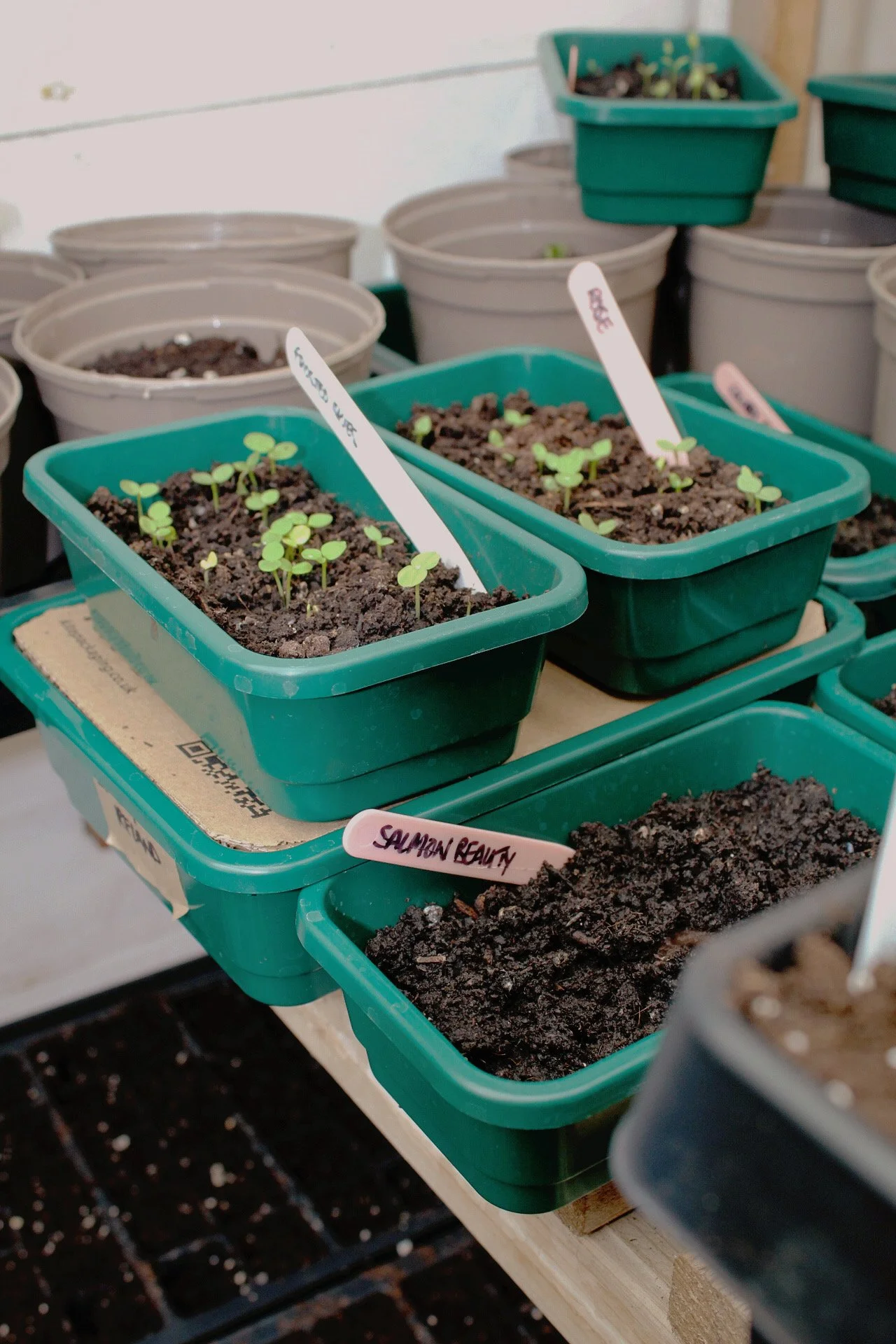 From the Worktable: Waiting on Larkspur